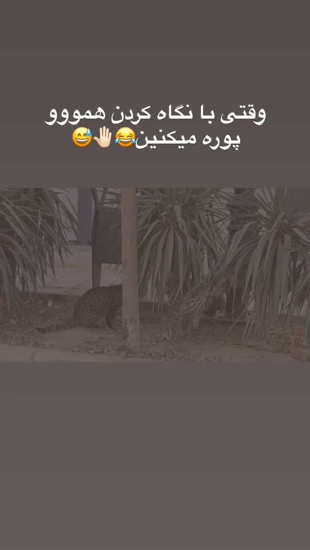  جدید ترین استوری اینستاگرام زینب سادات نوفرستی