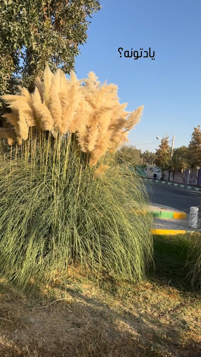  جدید ترین استوری اینستاگرام زینب سادات نوفرستی