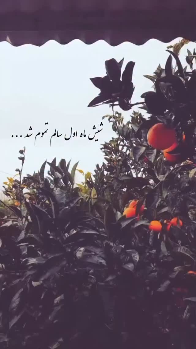  جدید ترین استوری اینستاگرام زینب سادات نوفرستی