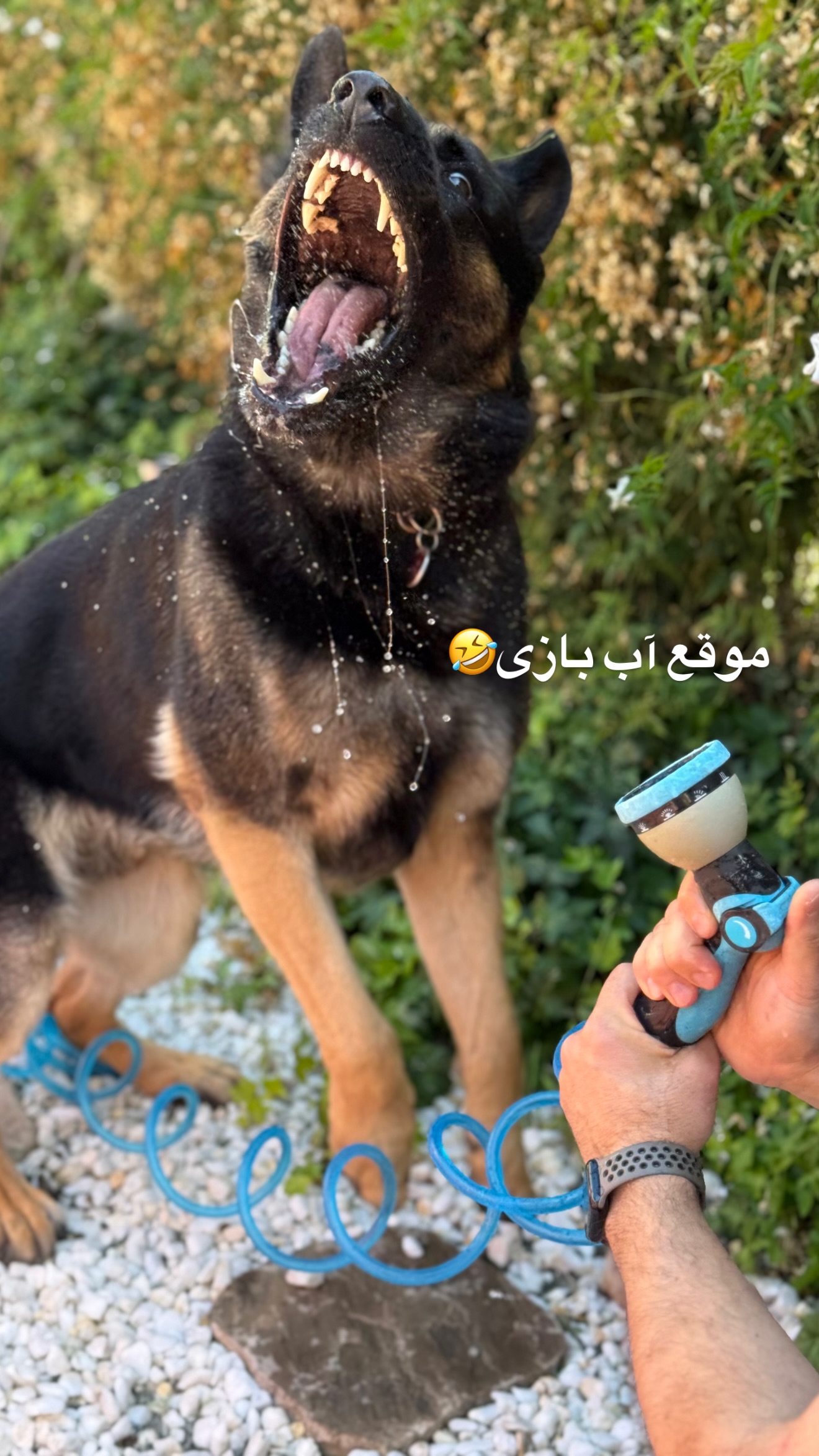  جدید ترین استوری اینستاگرام صدف مسائلی