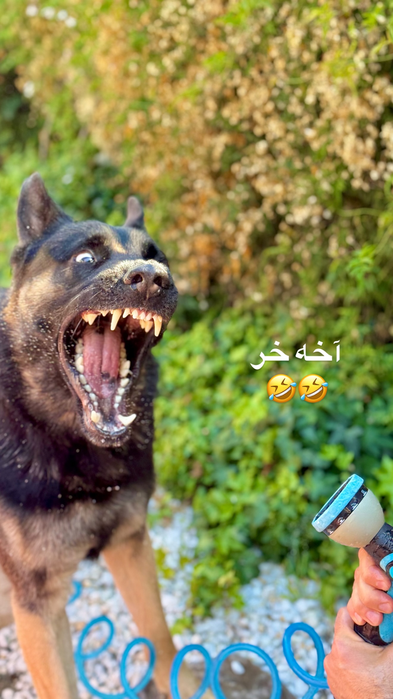  جدید ترین استوری اینستاگرام صدف مسائلی
