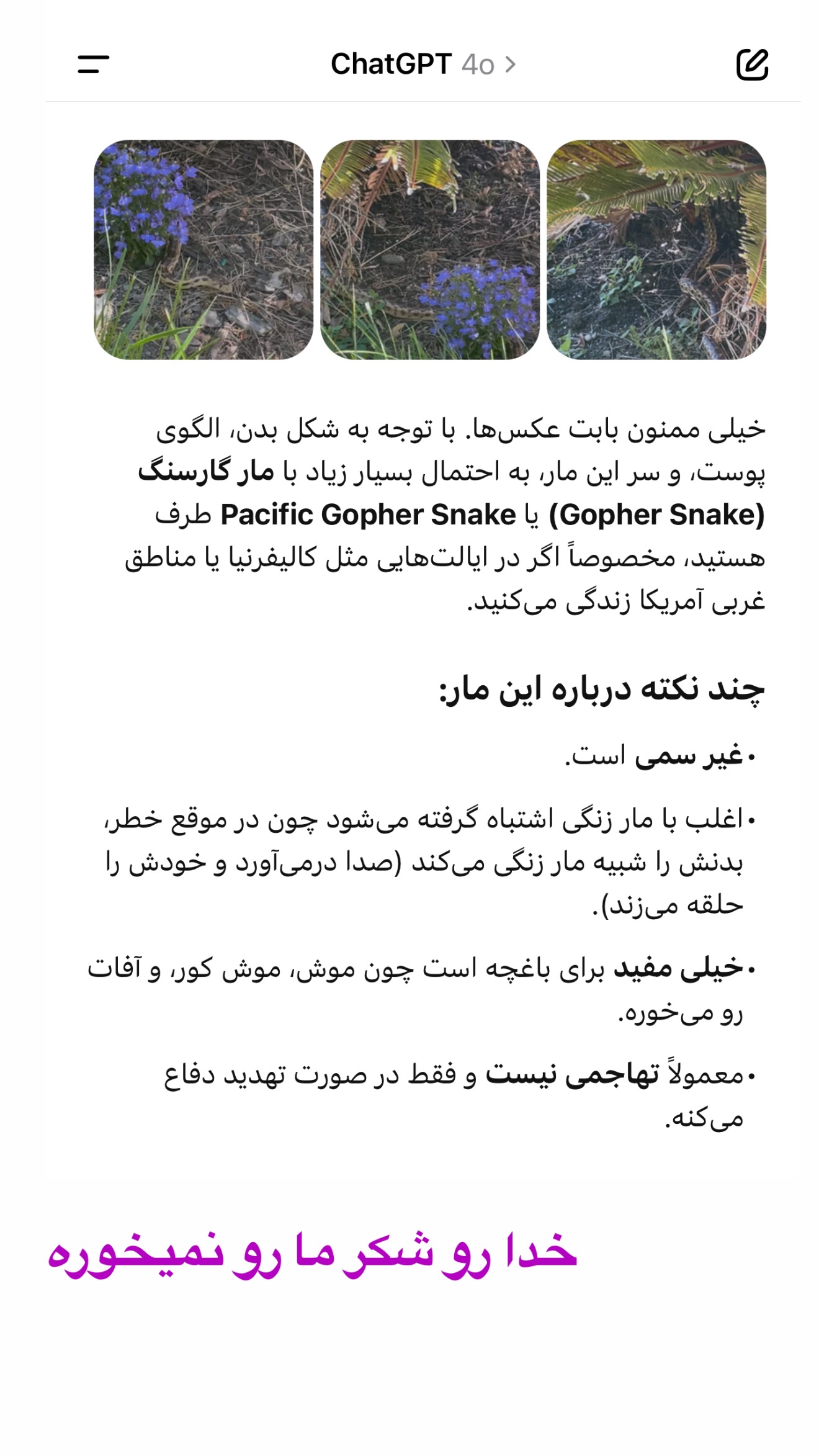  جدید ترین استوری اینستاگرام صدف مسائلی