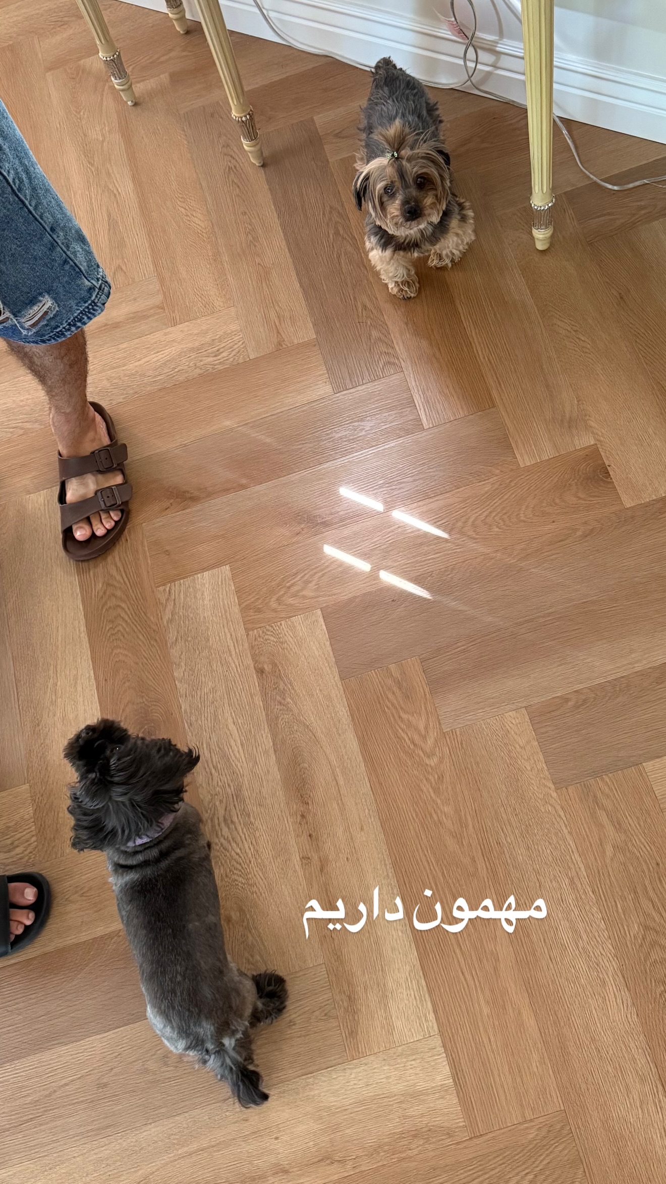  جدید ترین استوری اینستاگرام صدف مسائلی