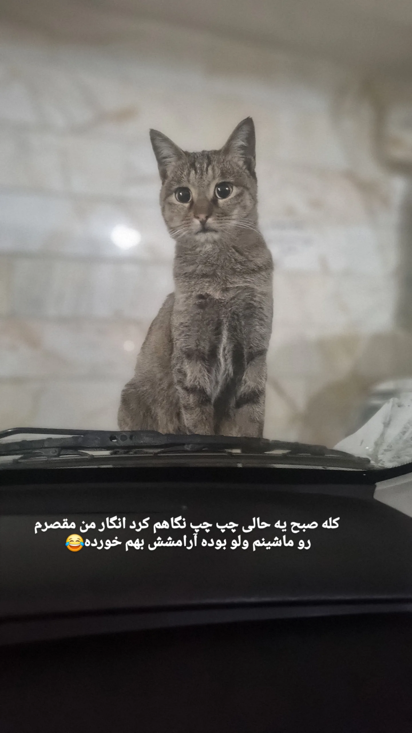  جدید ترین استوری اینستاگرام سعید بجنوردی