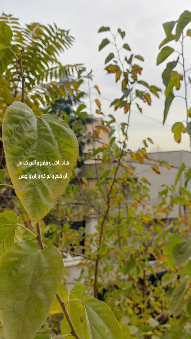  جدید ترین استوری اینستاگرام سعید نبوی
