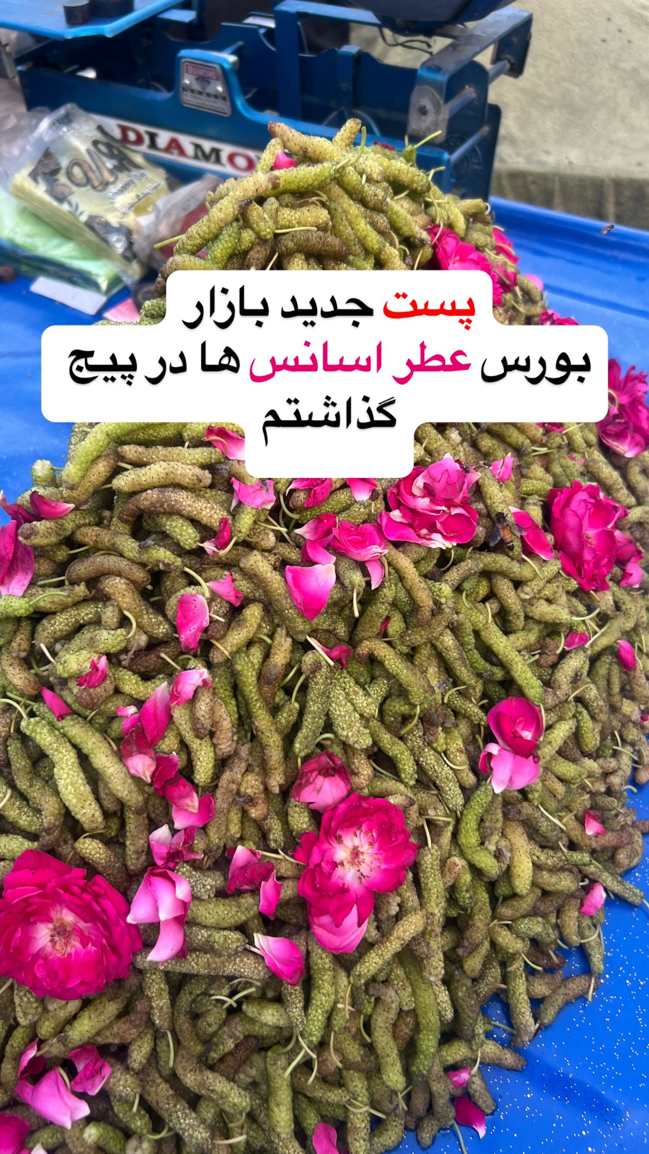  جدید ترین استوری اینستاگرام صفی صافی
