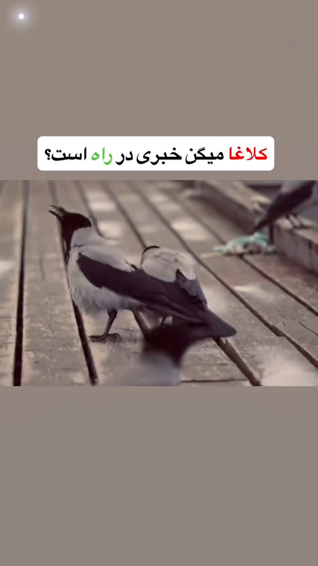  جدید ترین استوری اینستاگرام صفی صافی