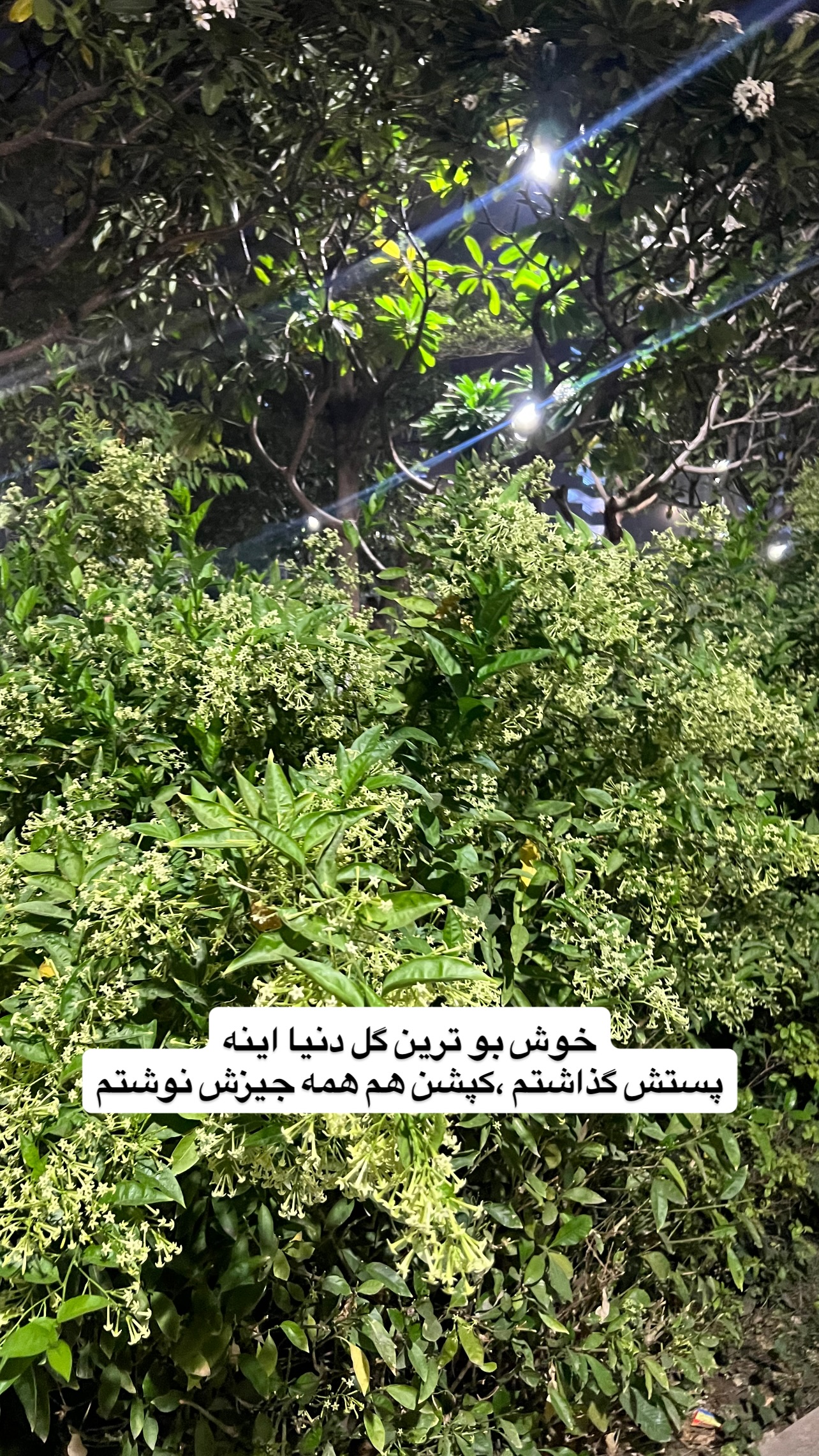  جدید ترین استوری اینستاگرام صفی صافی