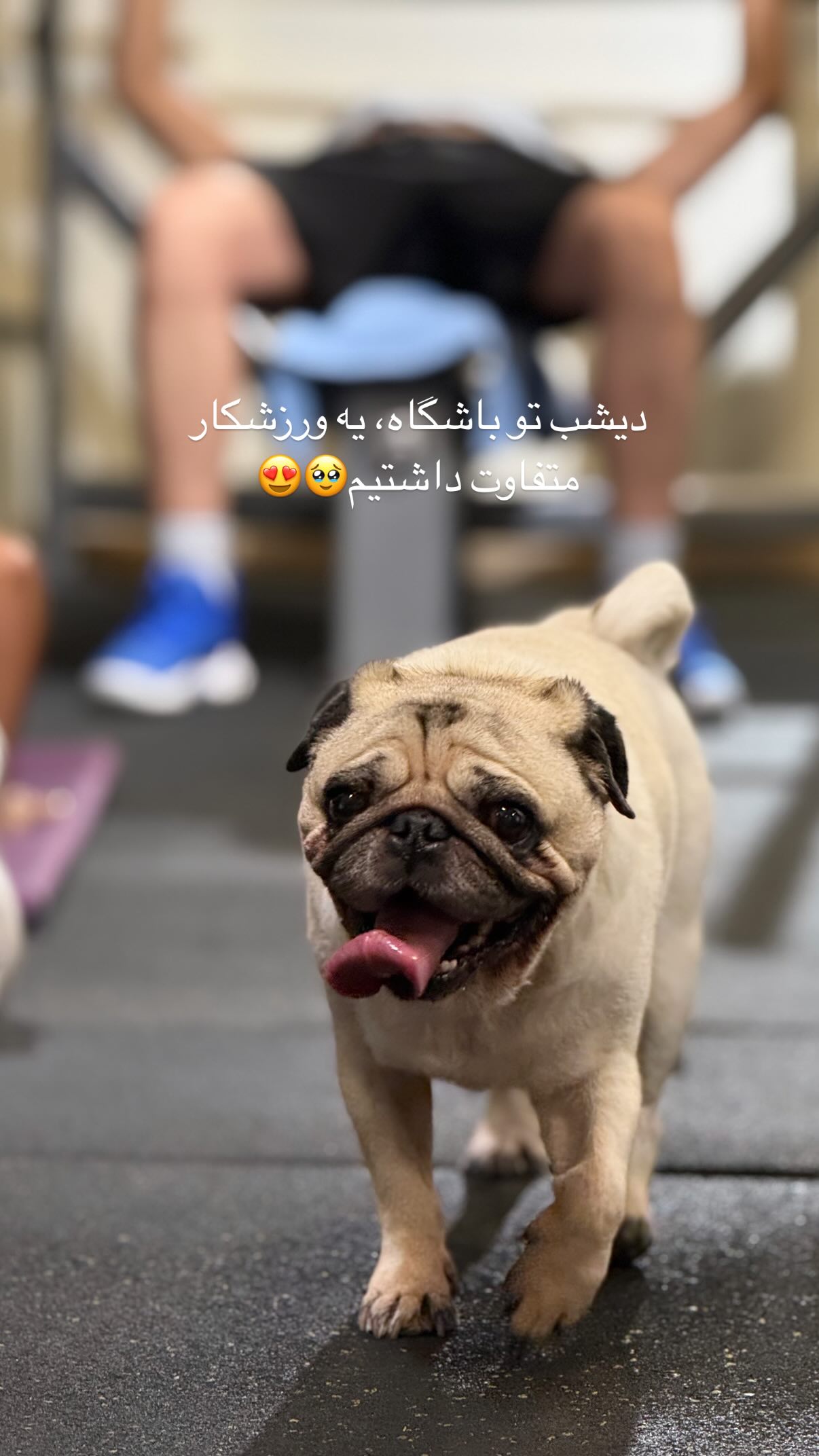  جدید ترین استوری اینستاگرام سحر صبحانی