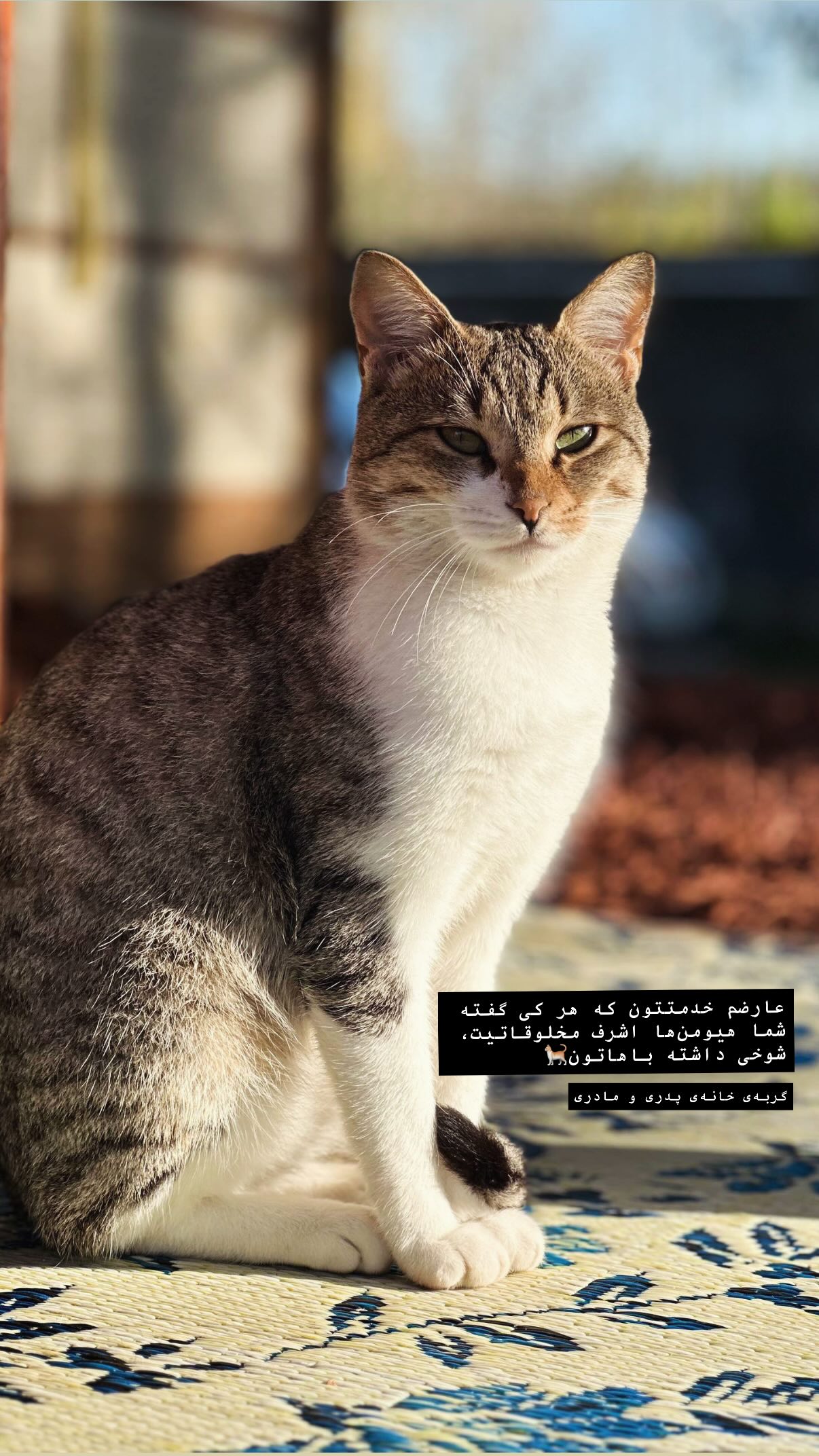  جدید ترین استوری اینستاگرام سحر صبحانی