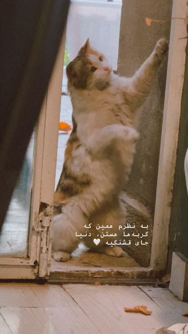  جدید ترین استوری اینستاگرام سحر صبحانی