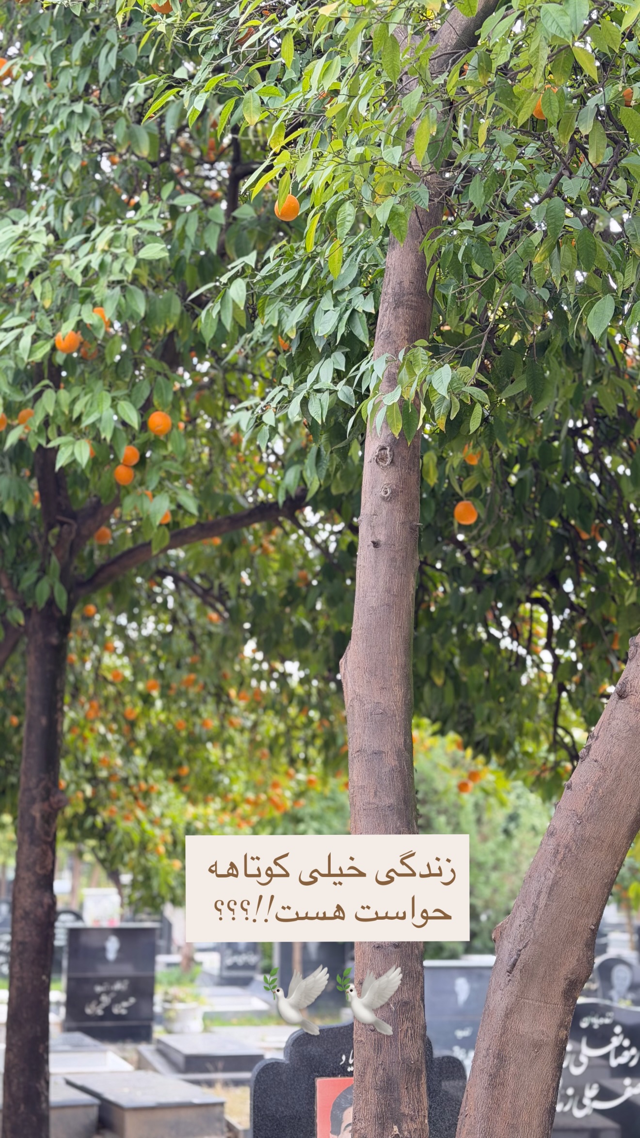  جدید ترین استوری اینستاگرام سمیرا شیرزاد
