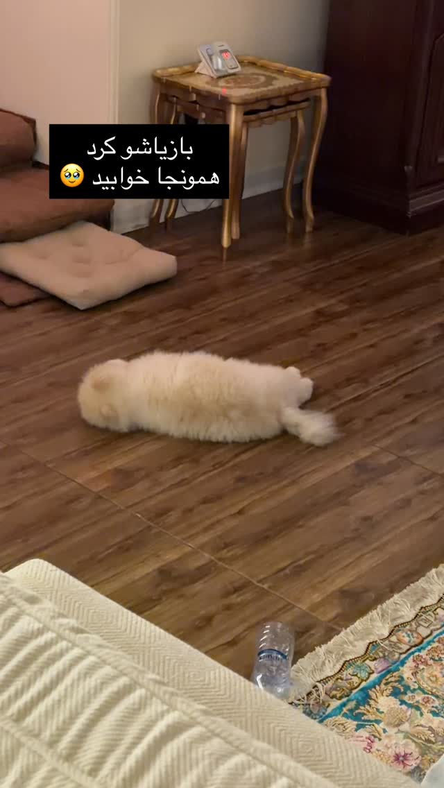  جدید ترین استوری اینستاگرام سمیرا شیرزاد
