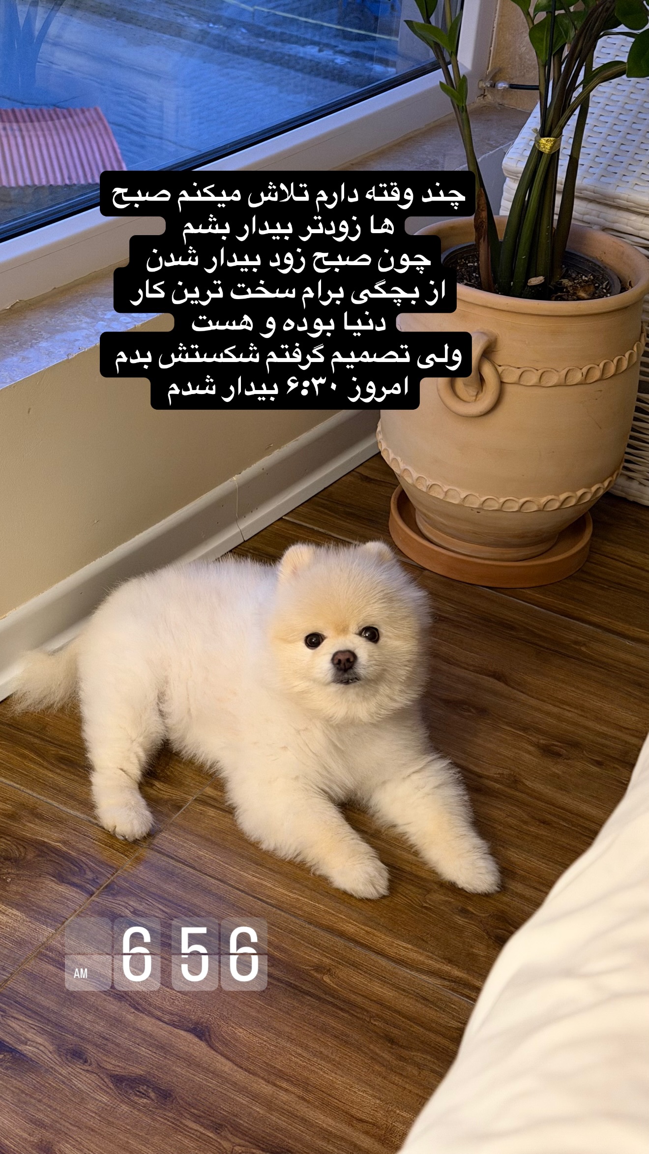  جدید ترین استوری اینستاگرام سمیرا شیرزاد