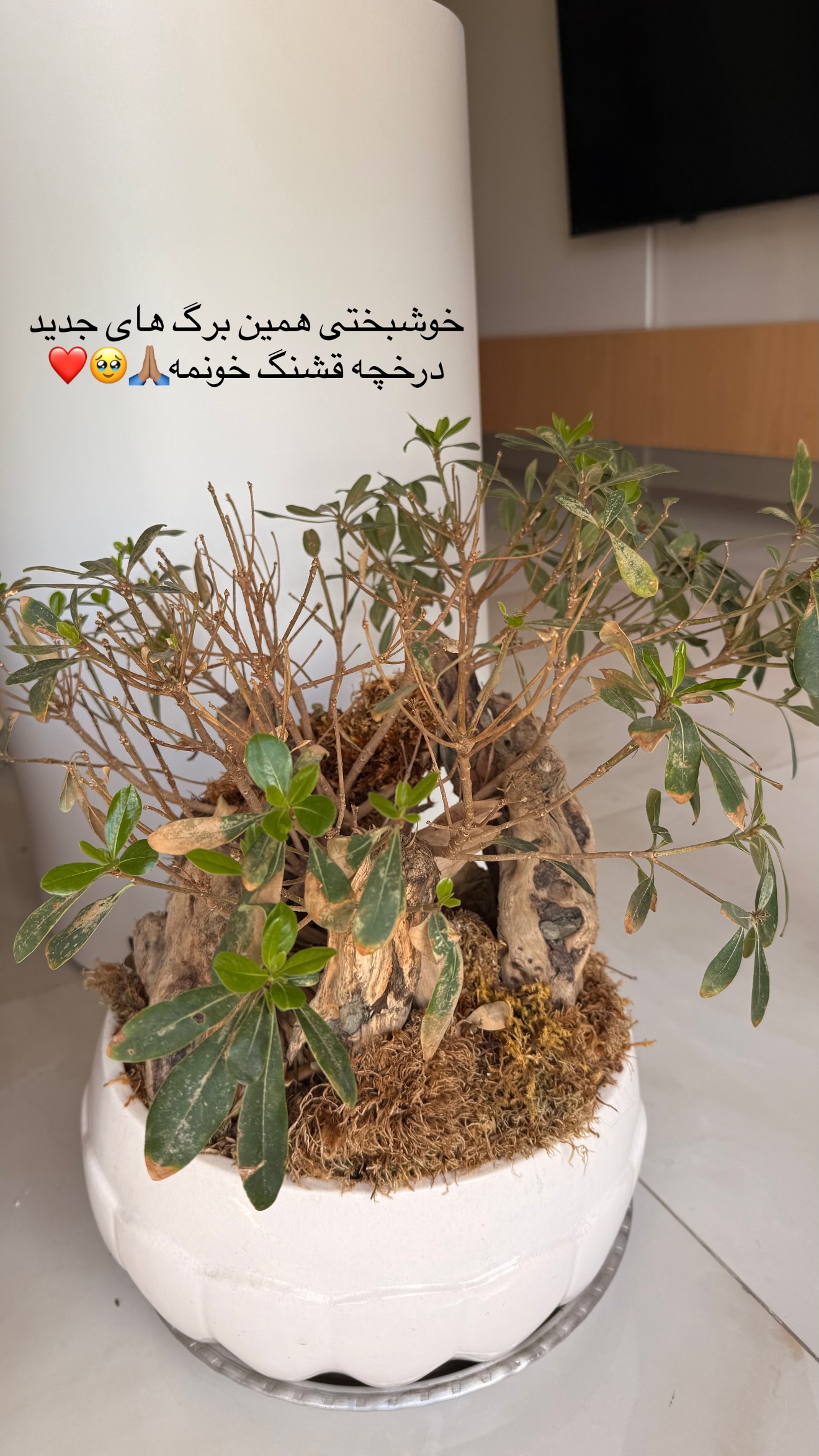  جدید ترین استوری اینستاگرام ساناز رستم پور