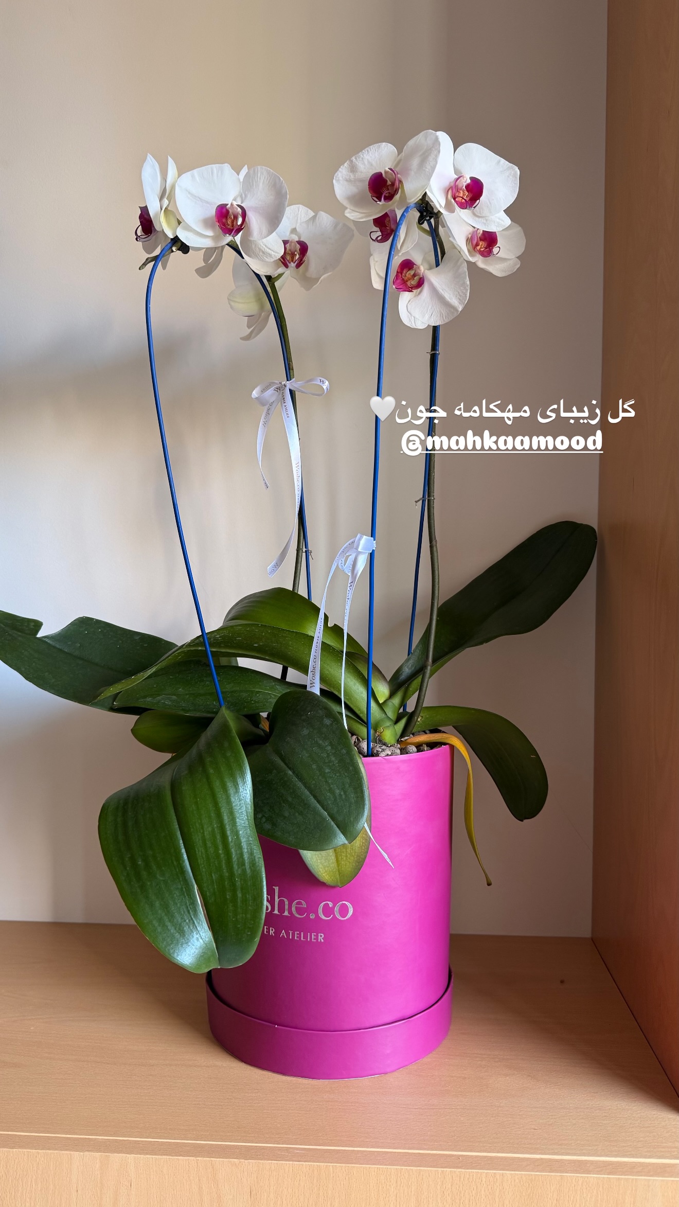  جدید ترین استوری اینستاگرام ساناز رستم پور