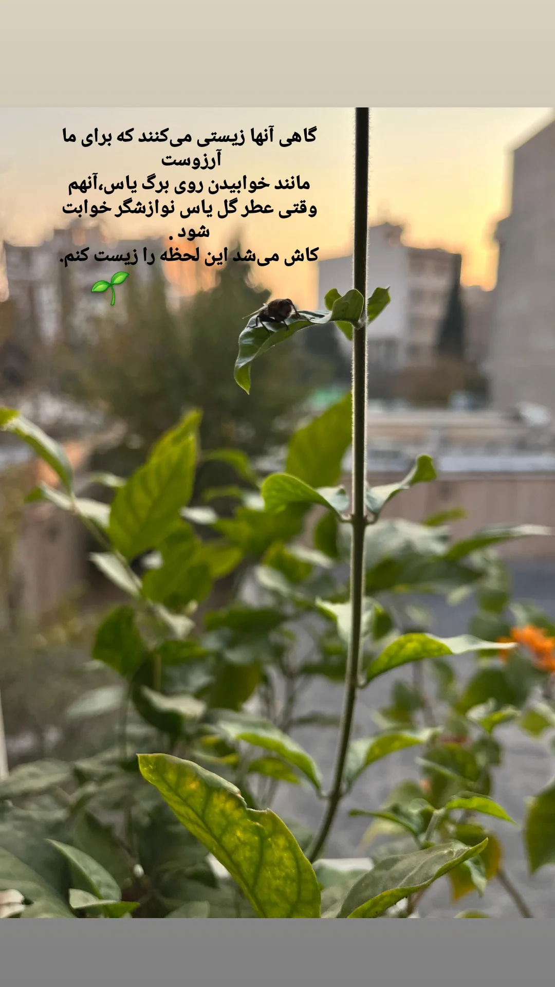  جدید ترین استوری اینستاگرام سارا نجفی