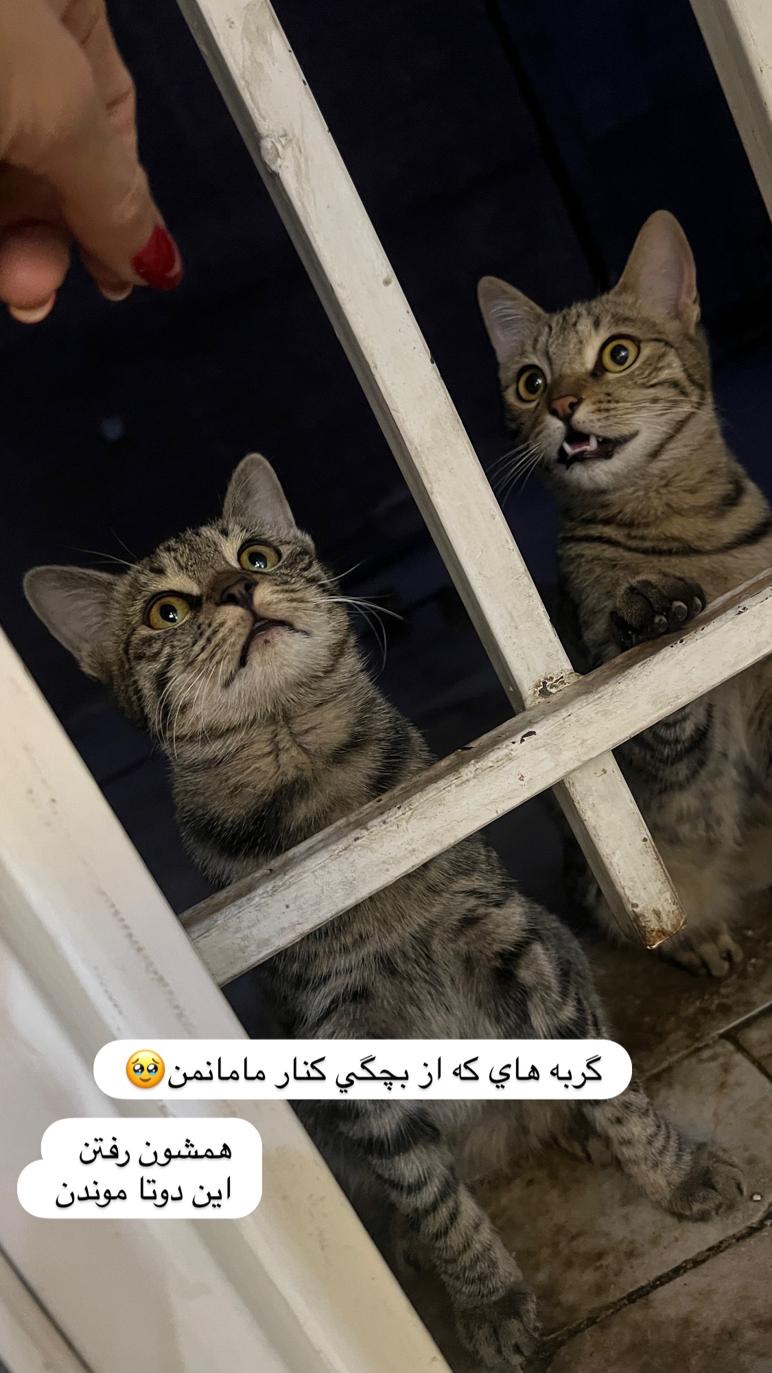  جدید ترین استوری اینستاگرام سارا سيلور