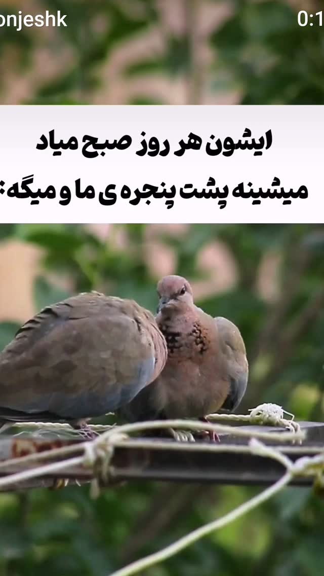  جدید ترین استوری اینستاگرام سارا جعفری