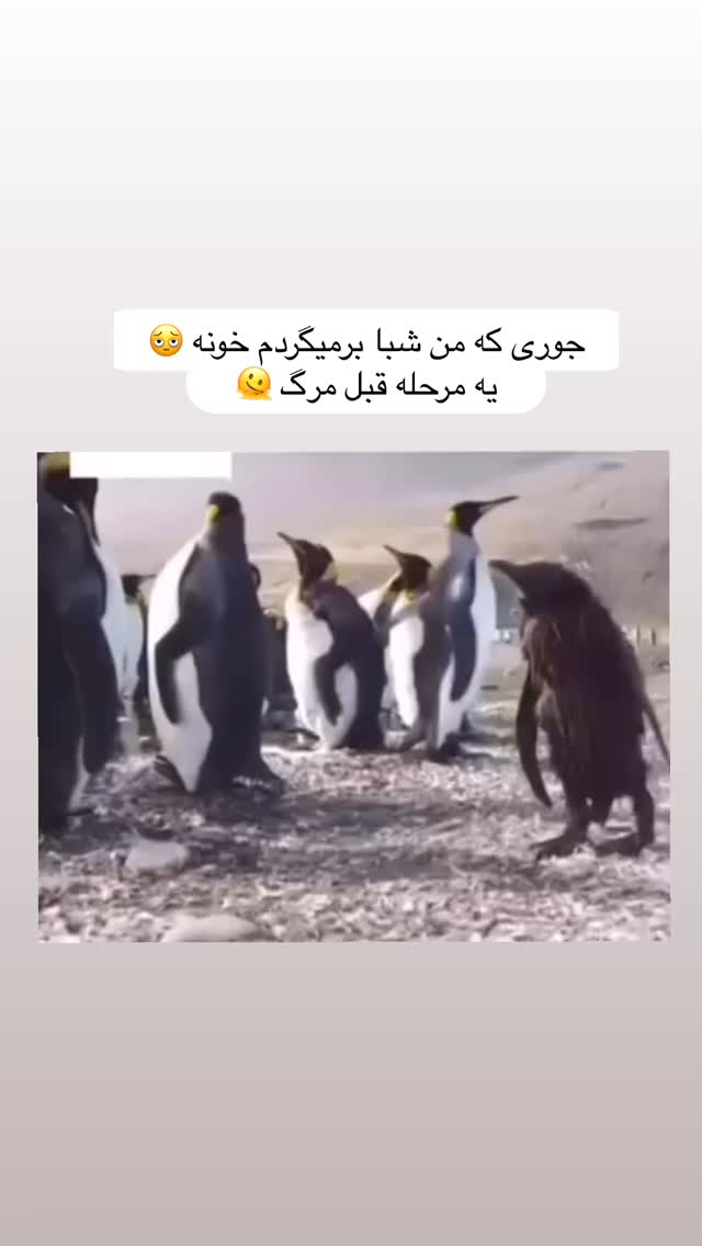  جدید ترین استوری اینستاگرام سارا هوشمندی