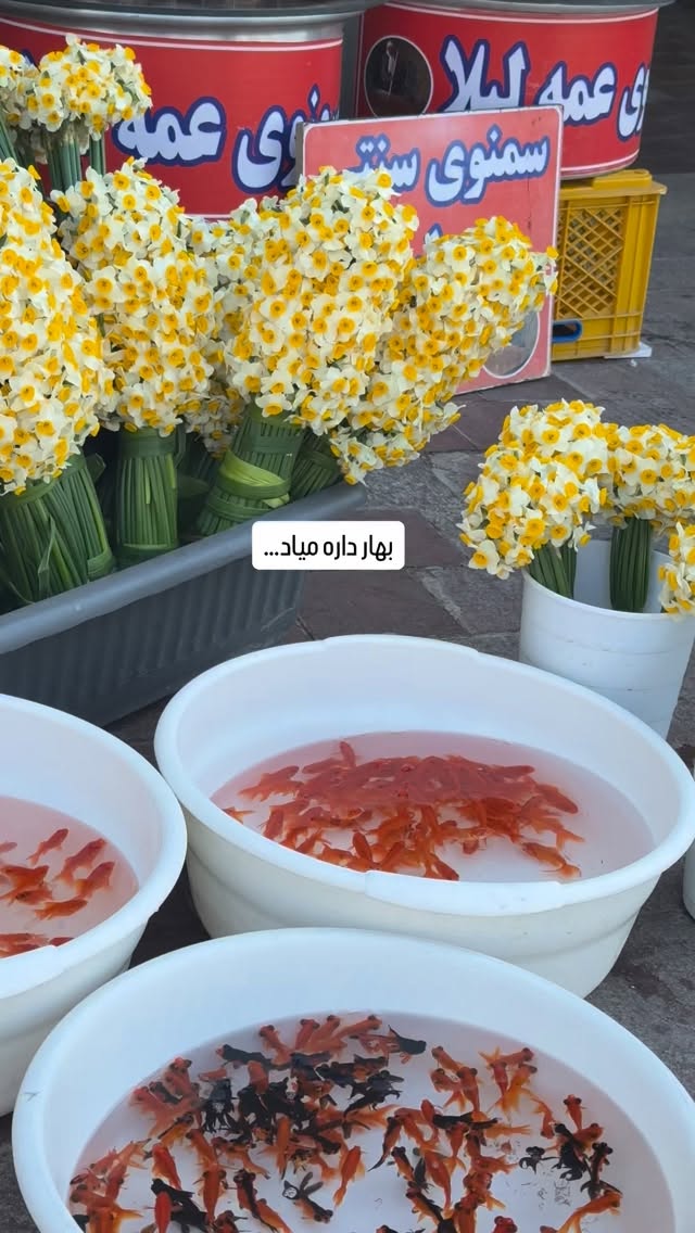  جدید ترین استوری اینستاگرام سارا هوشمندی