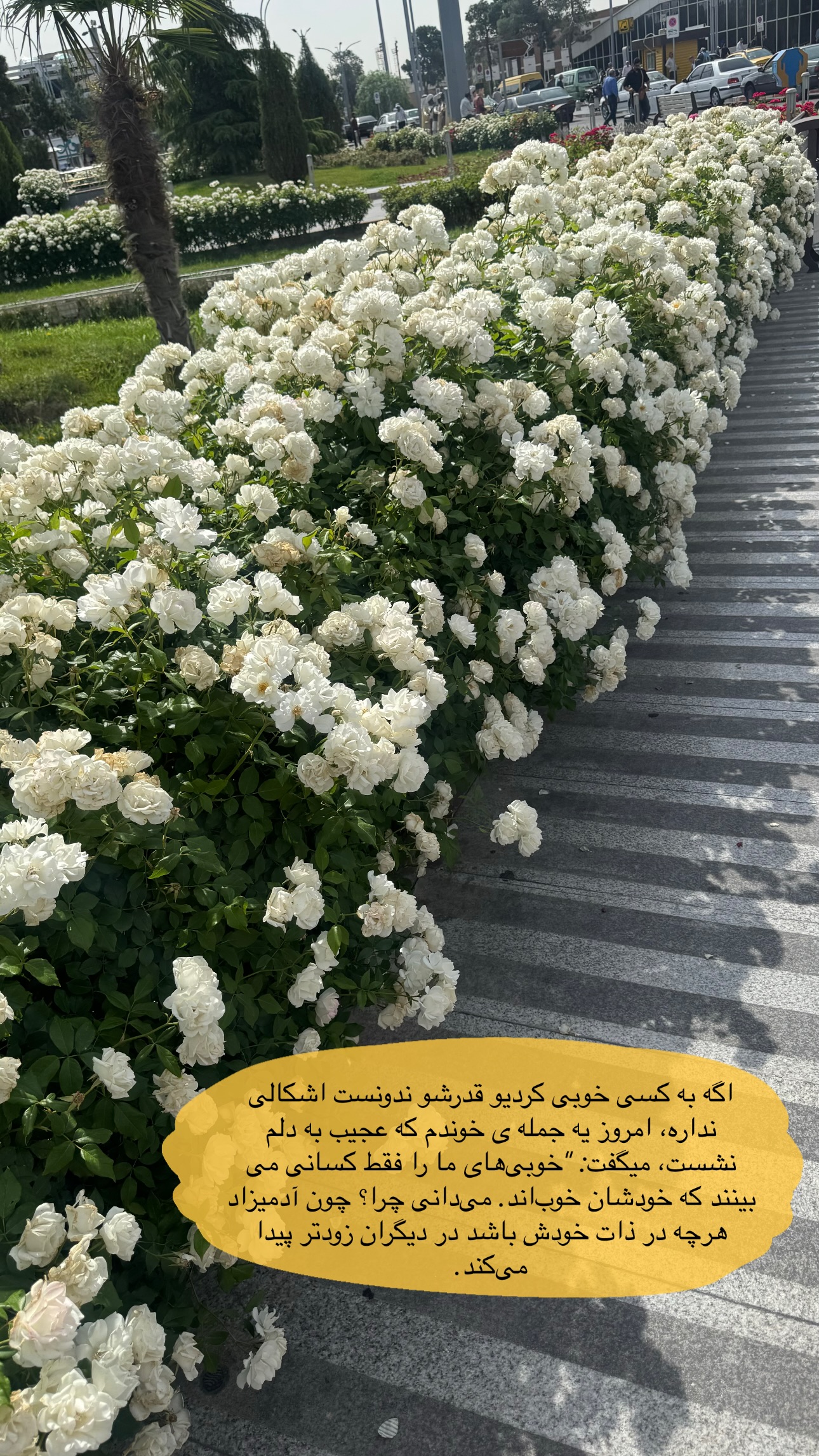  جدید ترین استوری اینستاگرام ستاره داودی