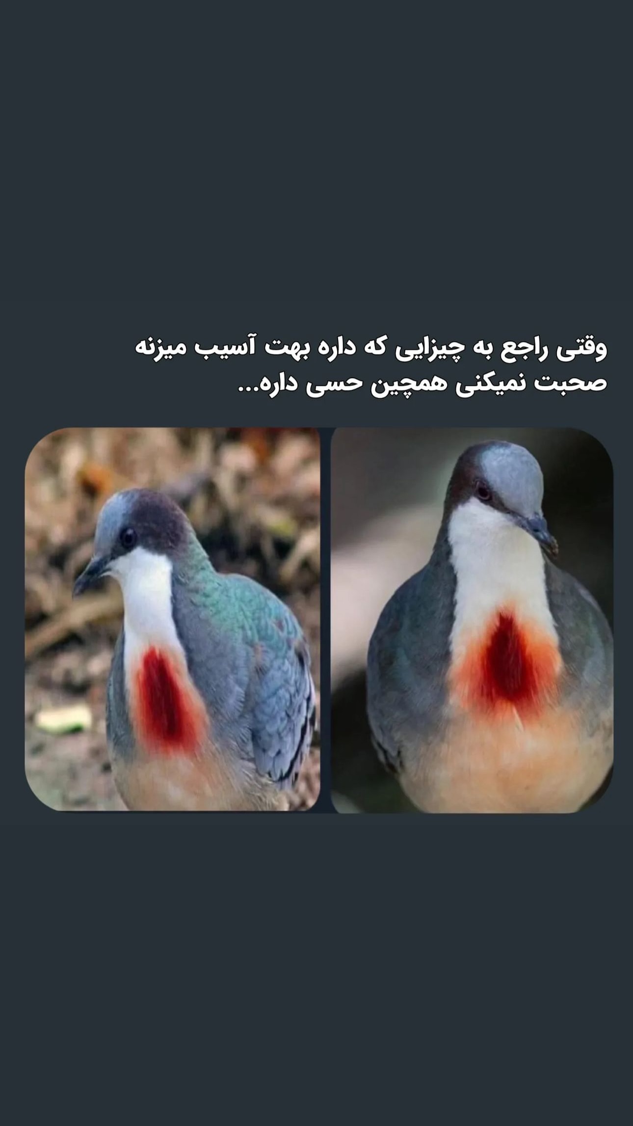  جدید ترین استوری اینستاگرام ستاره داودی