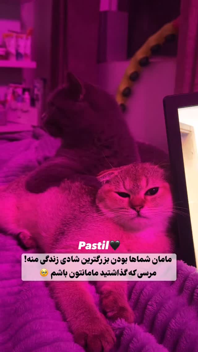  جدید ترین استوری اینستاگرام سوین خدا پرست