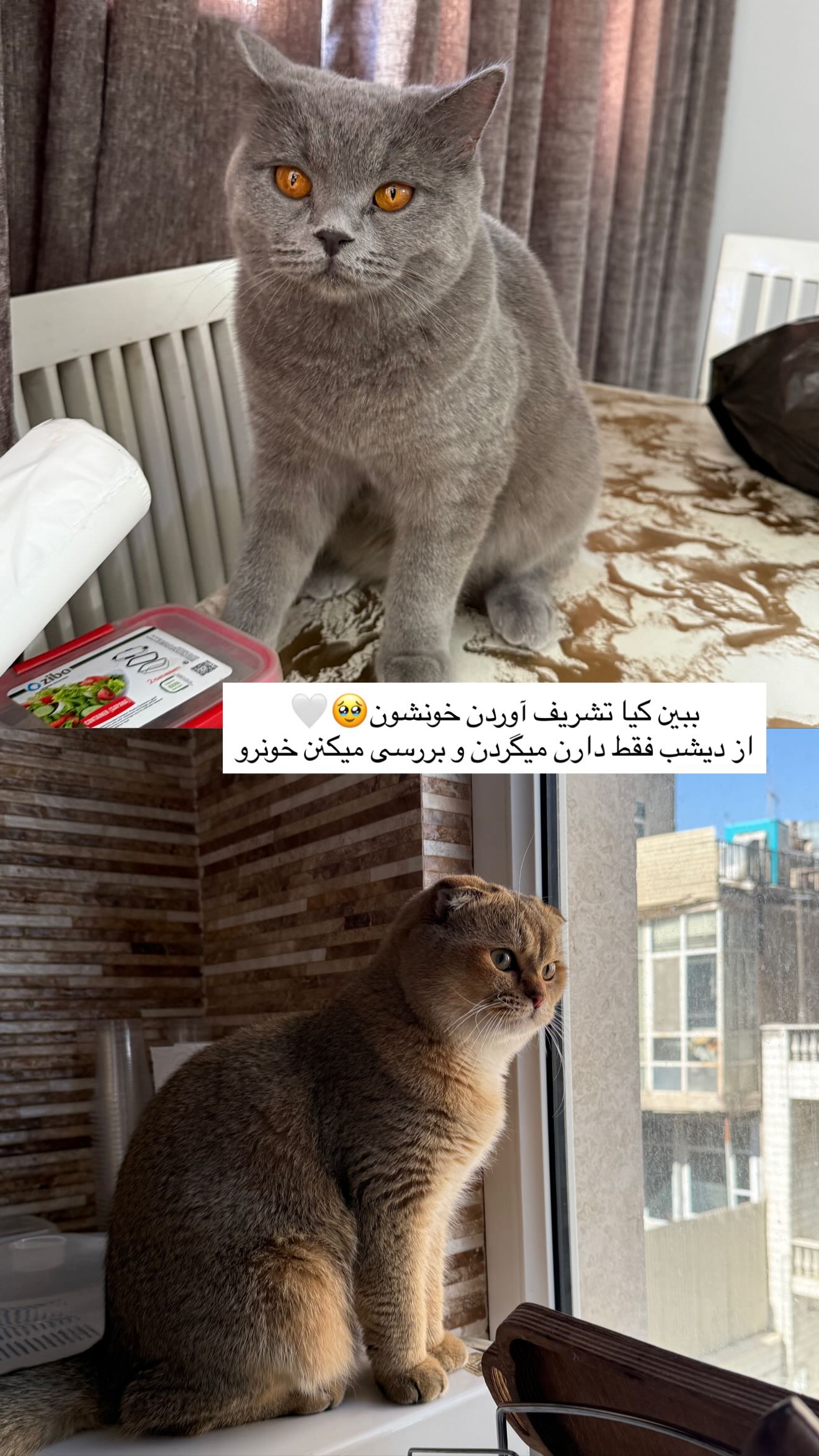  جدید ترین استوری اینستاگرام سوین خدا پرست