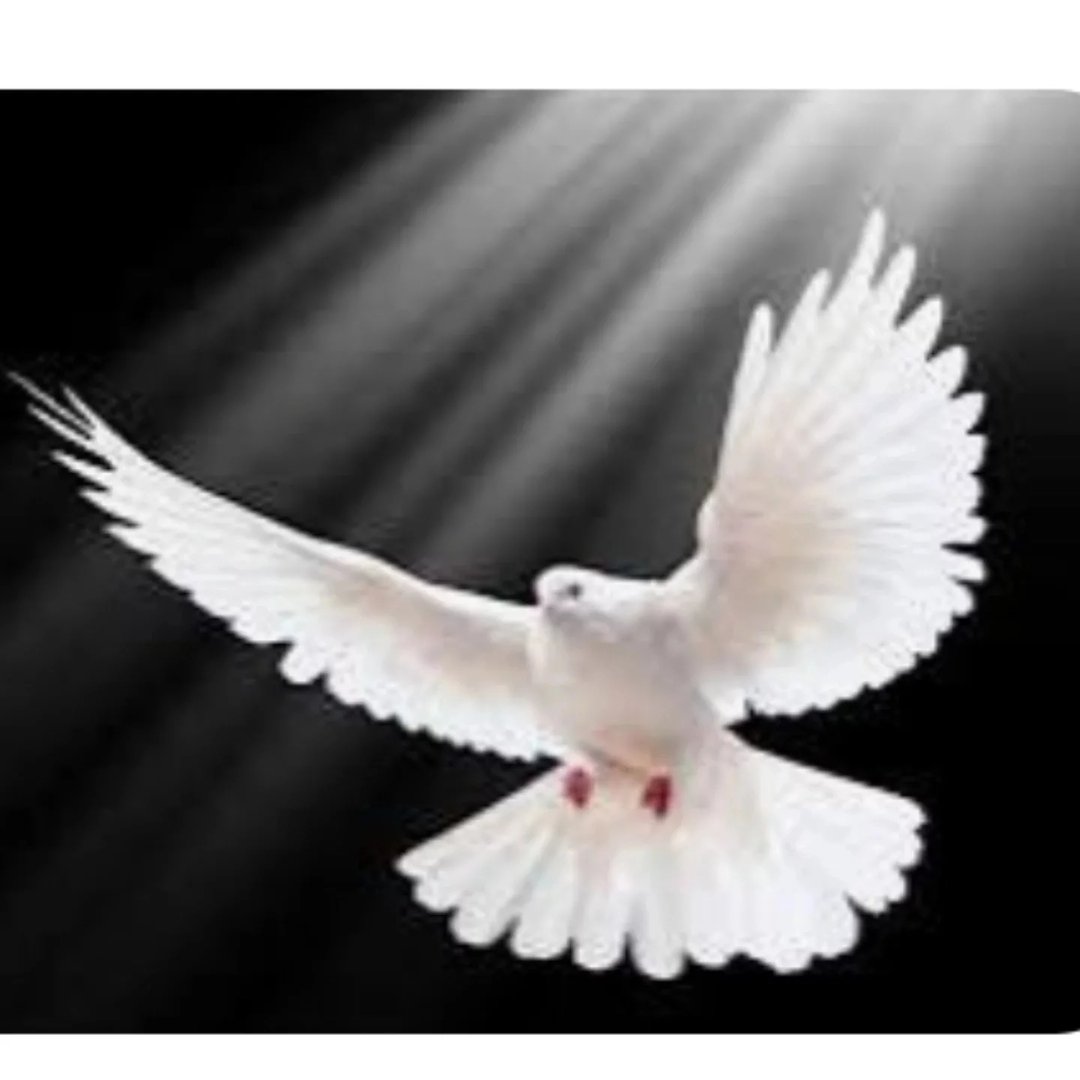  عکس پروفایل اینستاگرام ستار صید / seyedsattar_