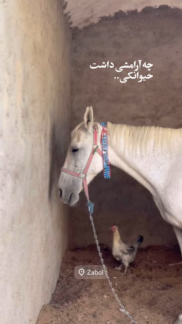  جدید ترین استوری اینستاگرام سید مصطفی موسوی