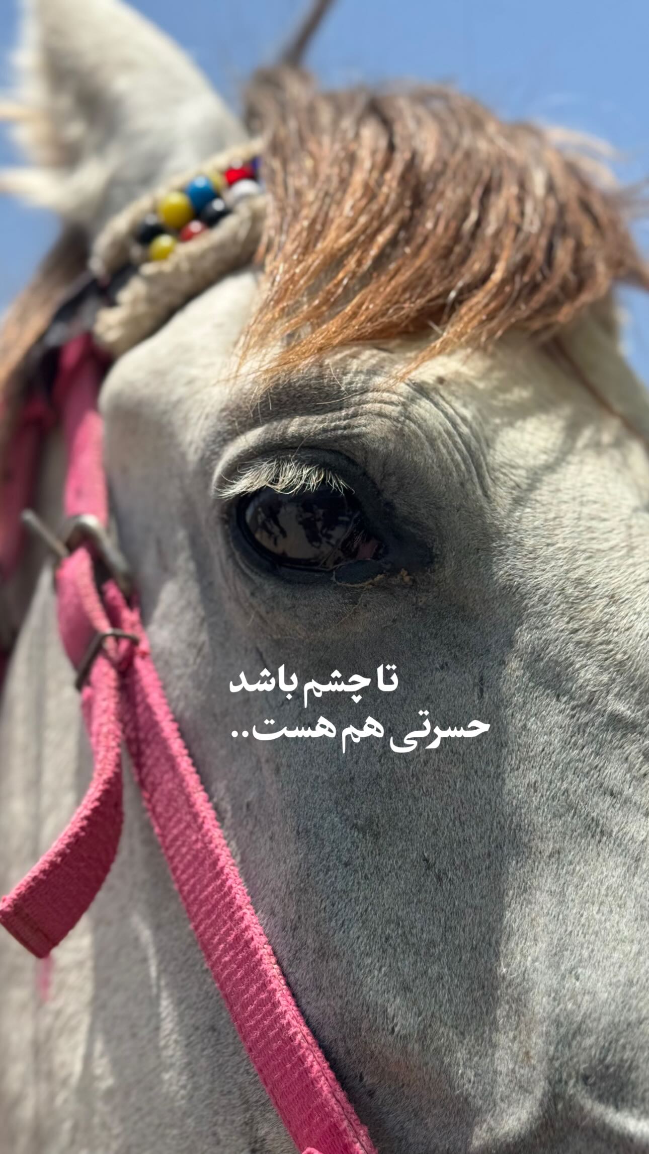  جدید ترین استوری اینستاگرام سید مصطفی موسوی