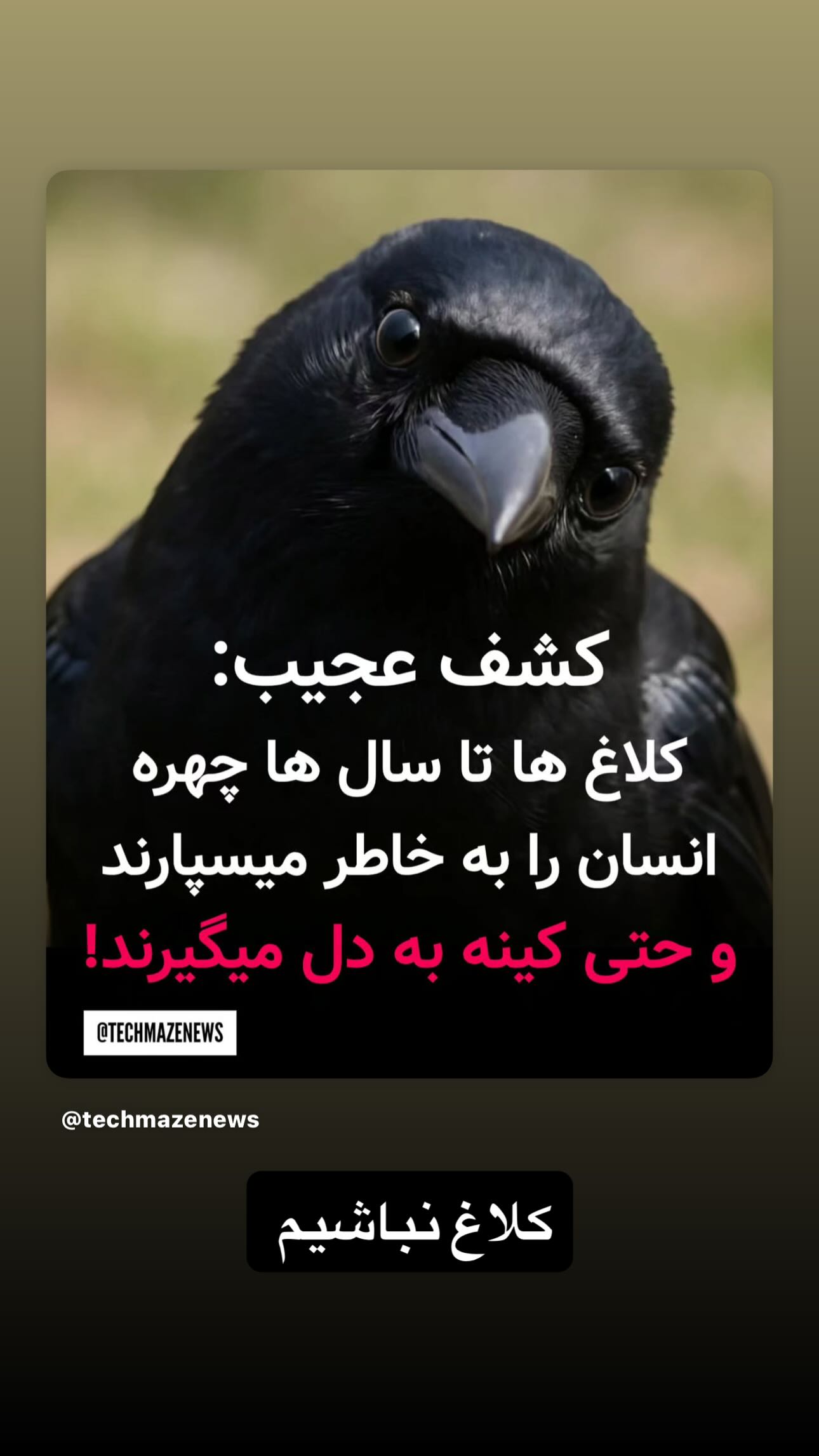  جدید ترین استوری اینستاگرام سيد شهاب الدین شکیبا