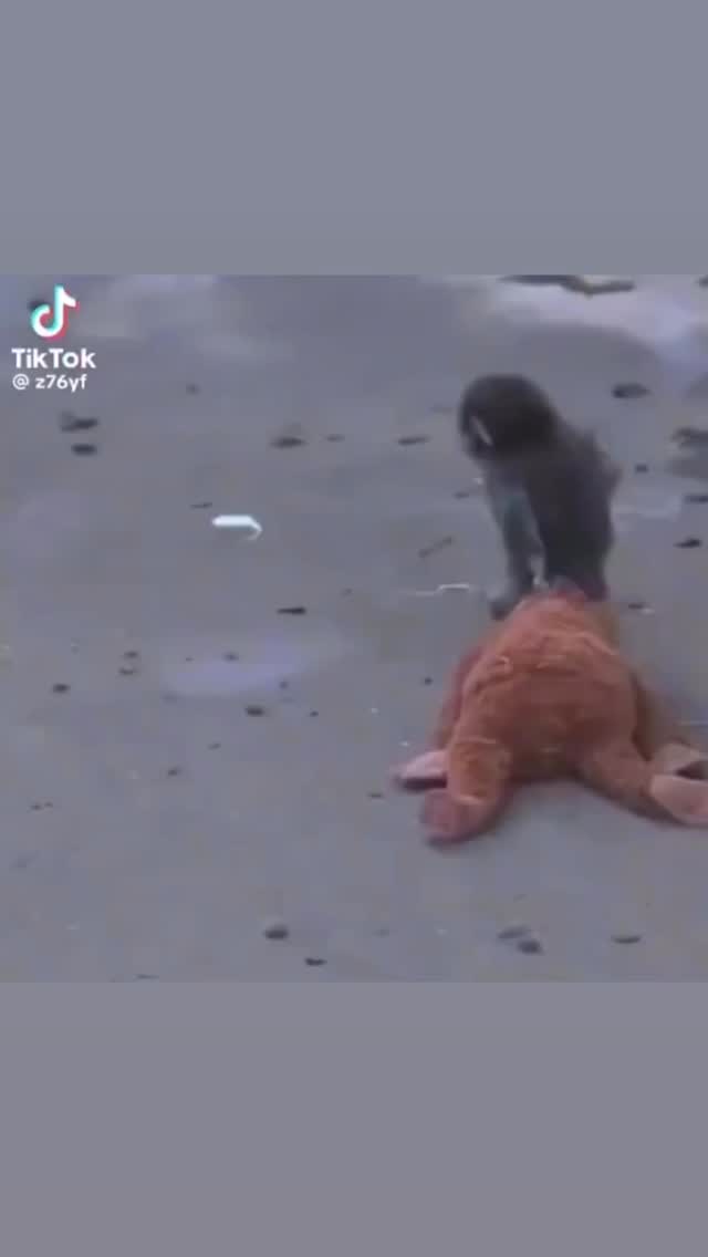  جدید ترین استوری اینستاگرام محمد شهابی