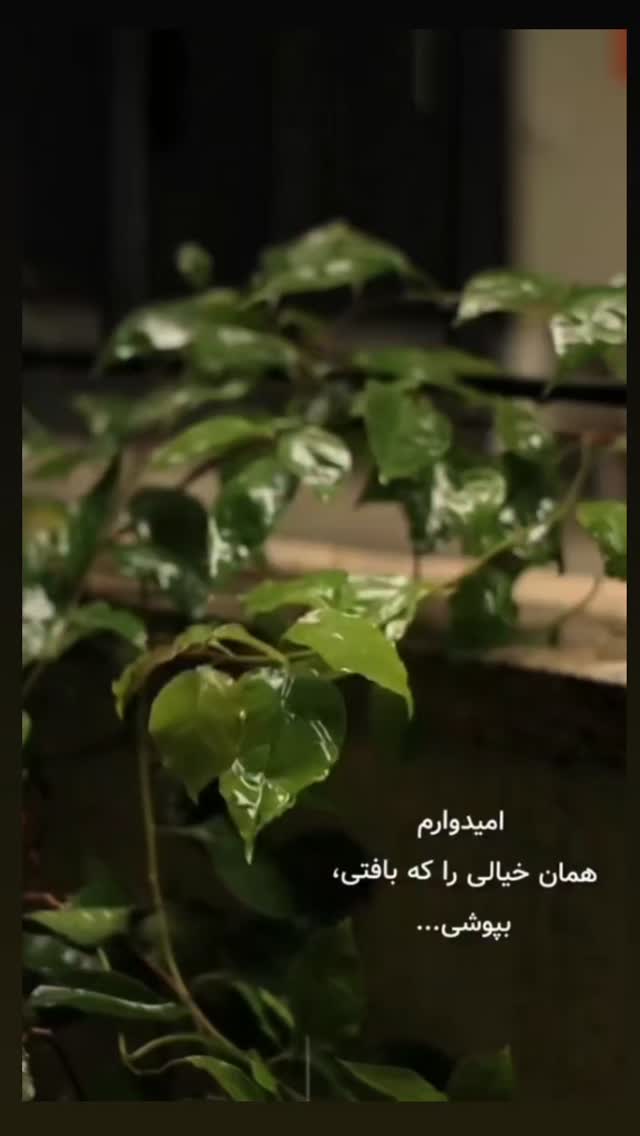  جدید ترین استوری اینستاگرام شاهین تسلیمی