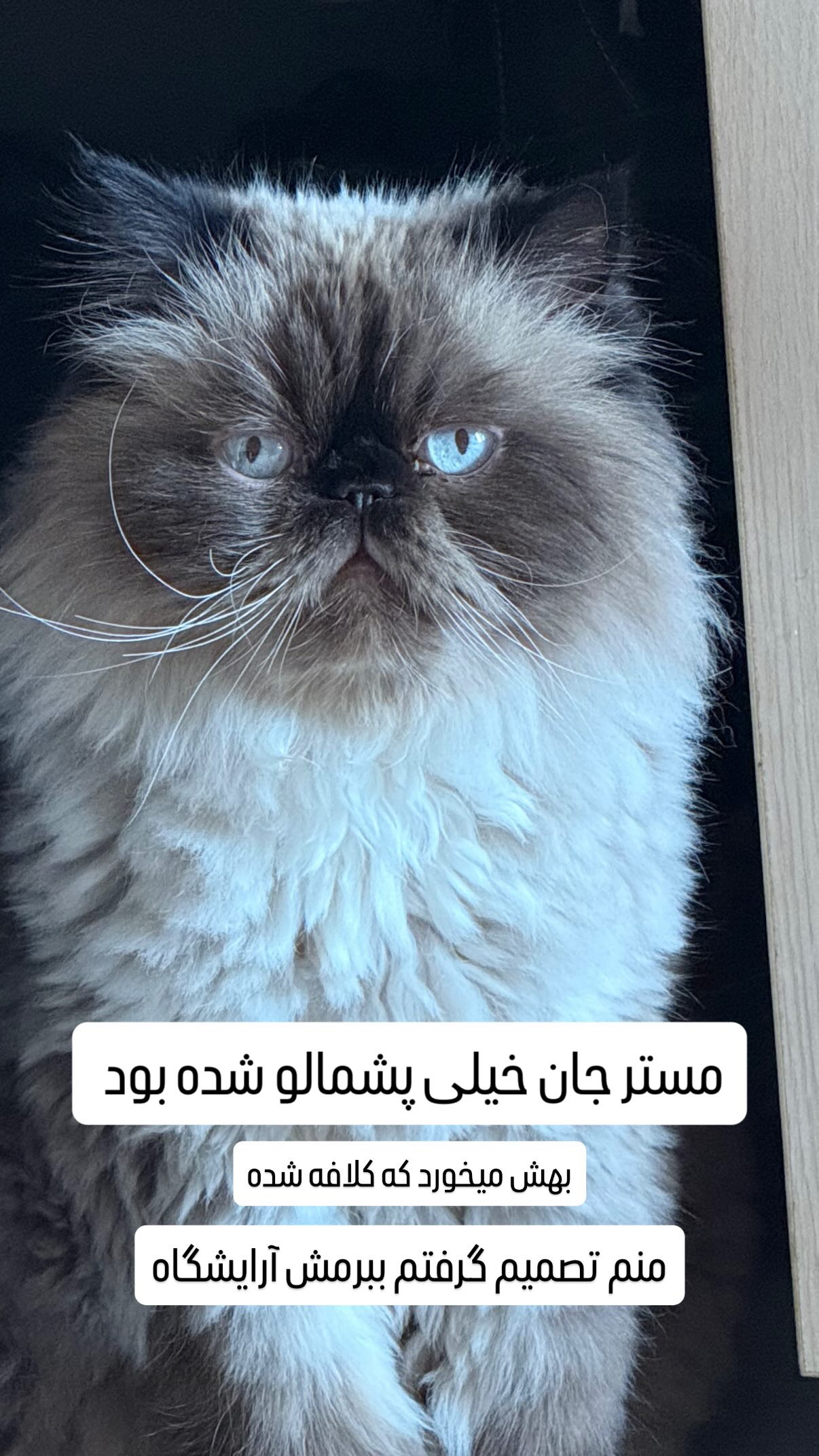  جدید ترین استوری اینستاگرام شهرزاد سرخی