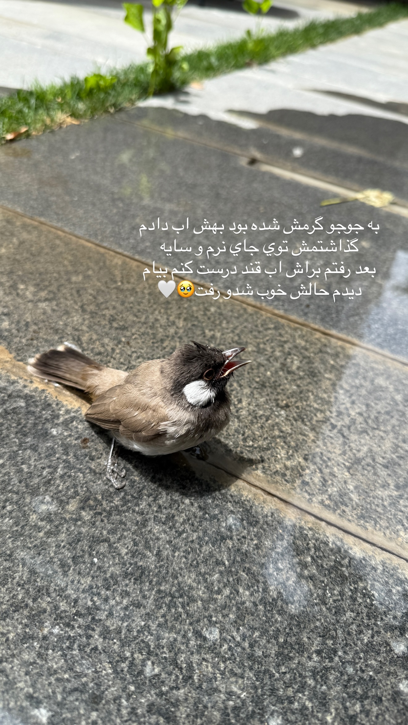  جدید ترین استوری اینستاگرام شکیبا لطفی