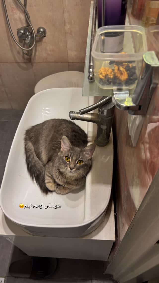  جدید ترین استوری اینستاگرام شایانرها