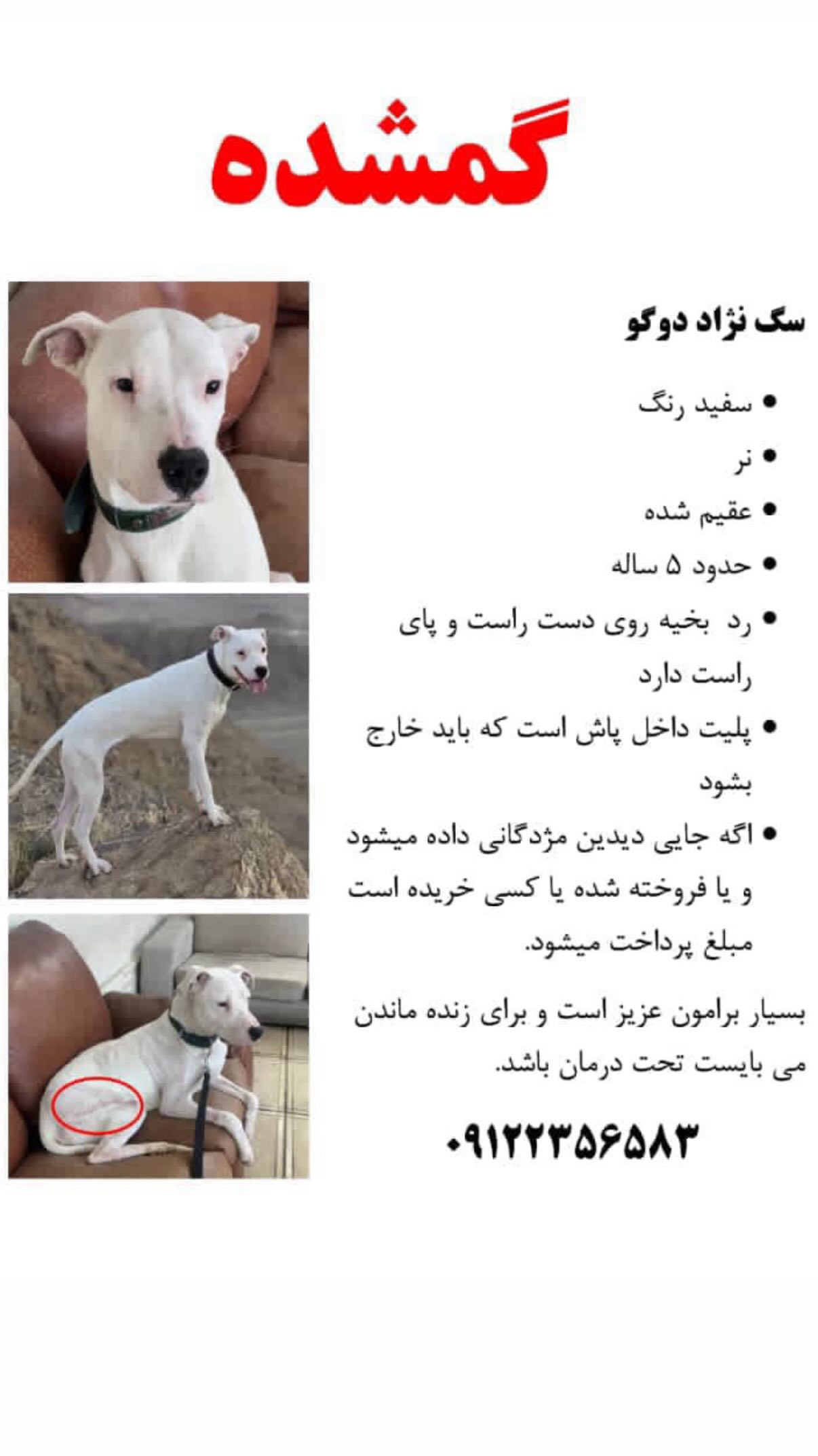  جدید ترین استوری اینستاگرام شیدا خلیق