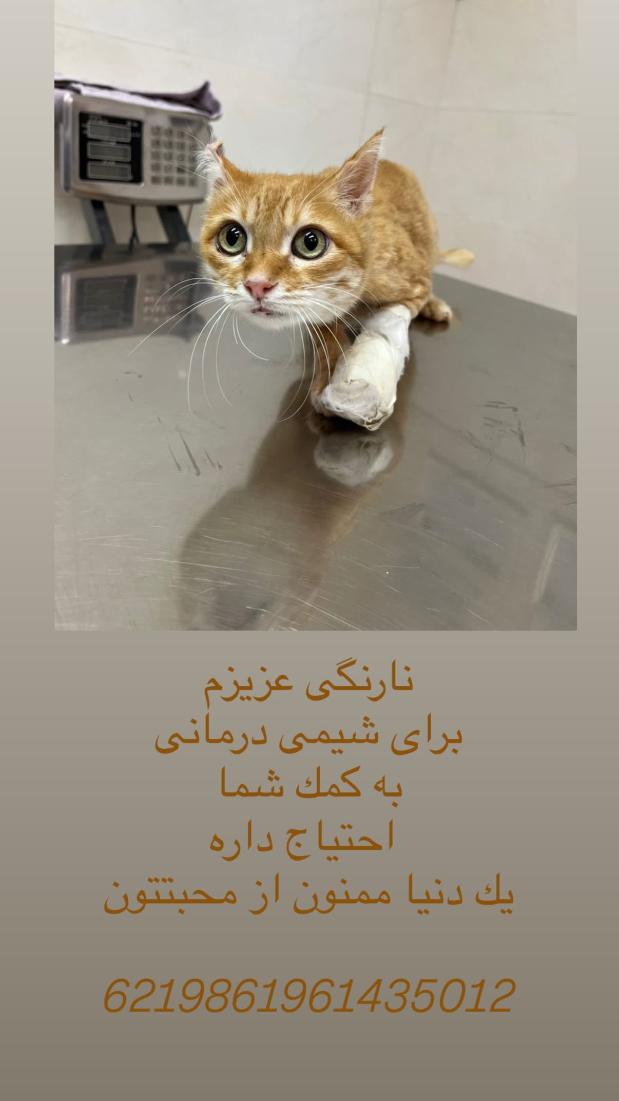  جدید ترین استوری اینستاگرام شیدا خلیق