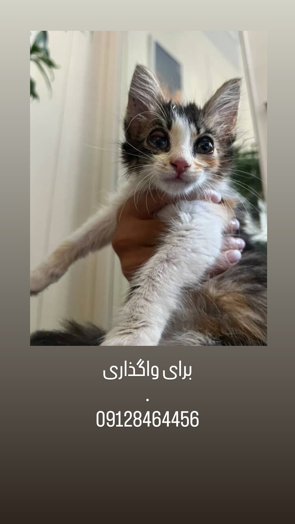  جدید ترین استوری اینستاگرام شیدا خلیق