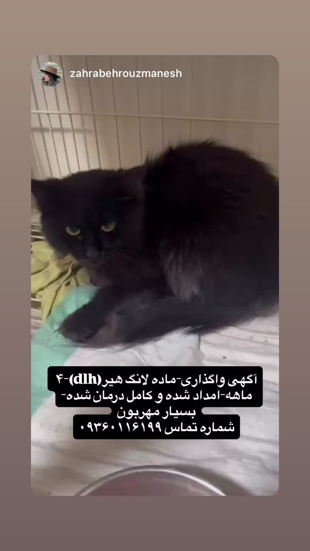  جدید ترین استوری اینستاگرام شیدا خلیق