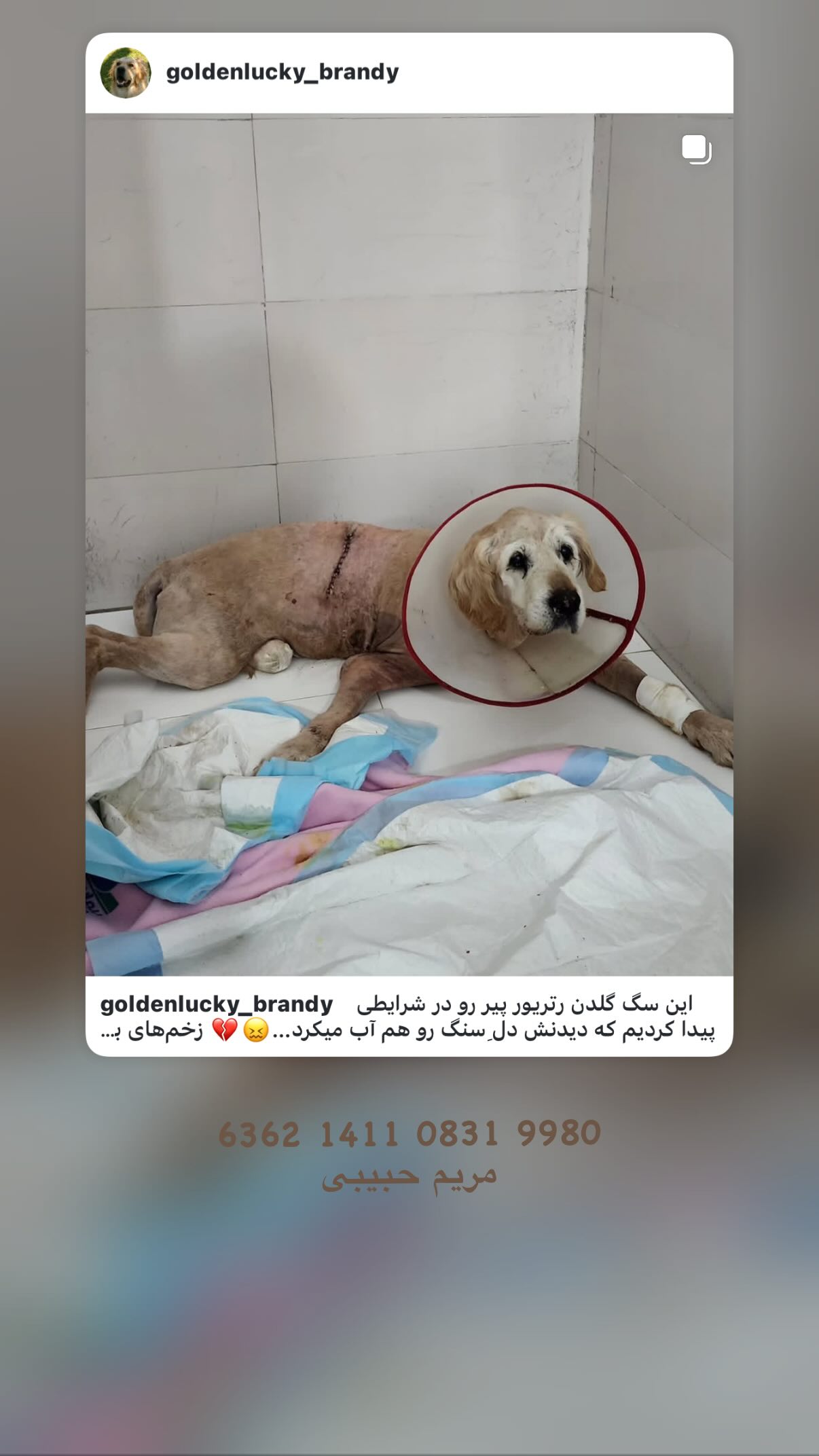  جدید ترین استوری اینستاگرام شیدا خلیق