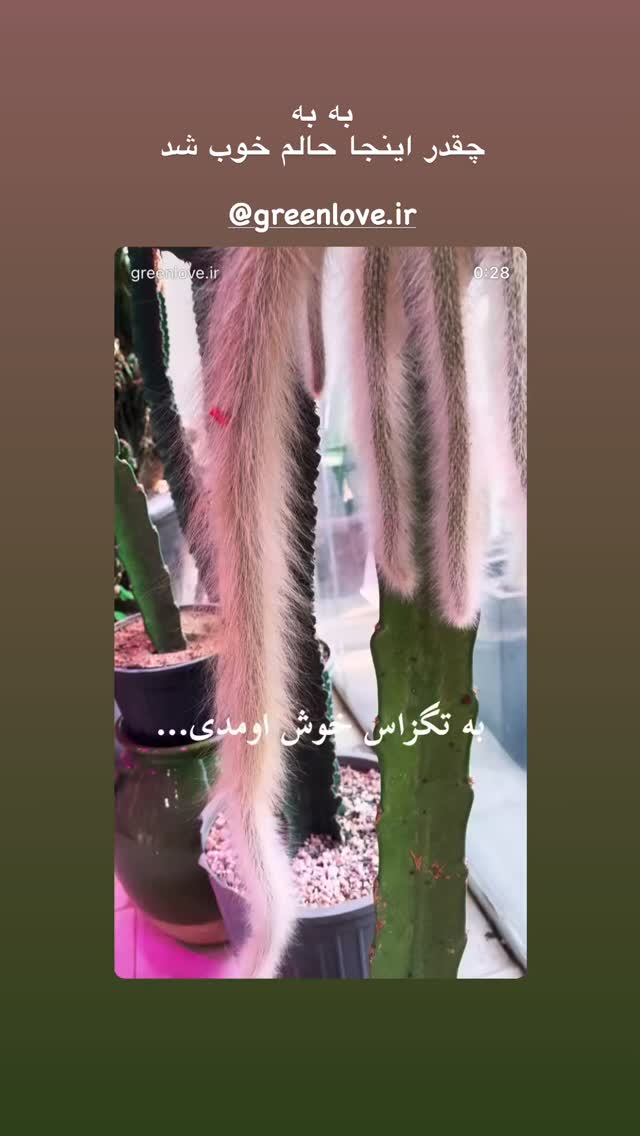  جدید ترین استوری اینستاگرام شیدا یوسفی