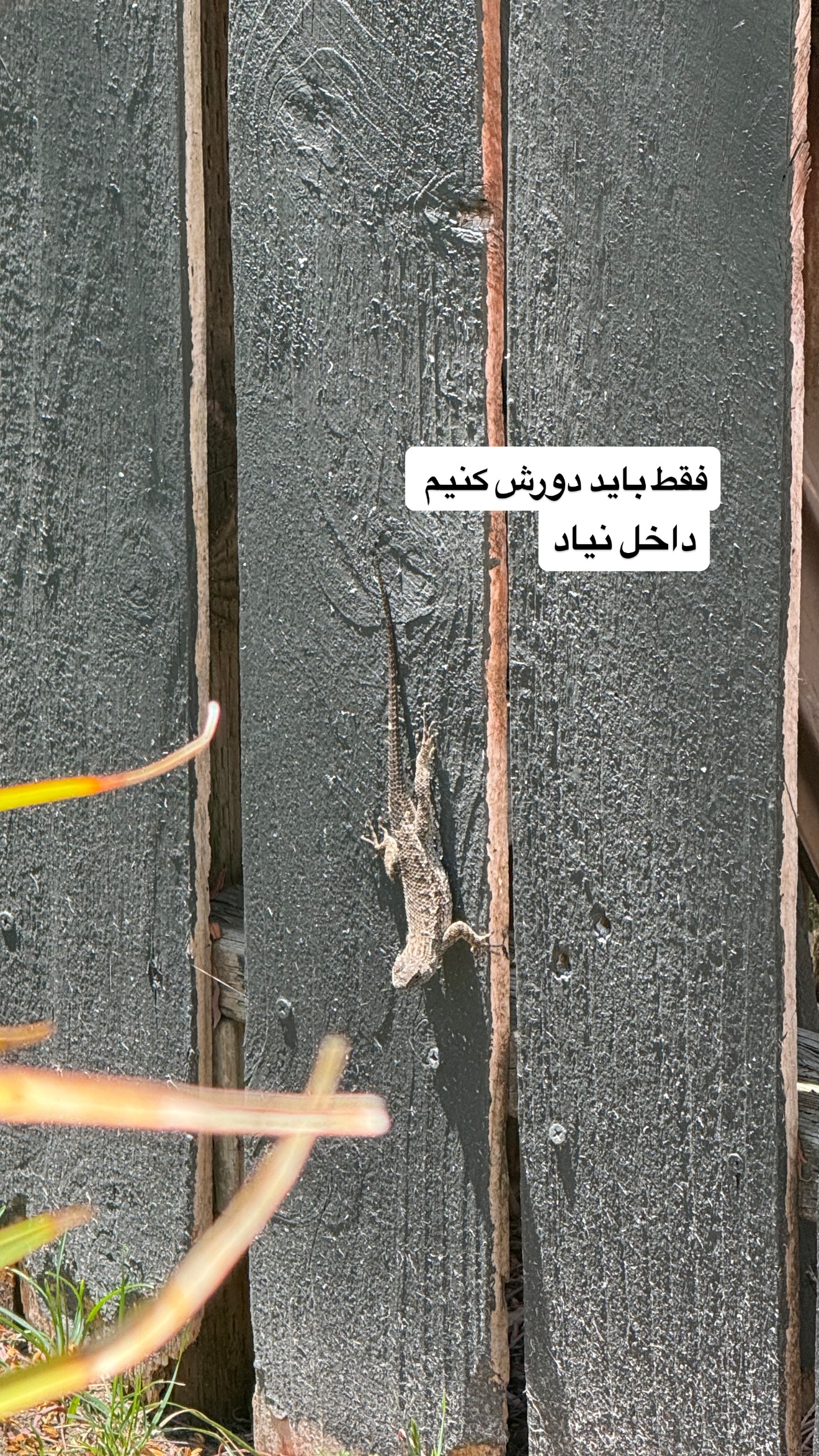  جدید ترین استوری اینستاگرام صدف