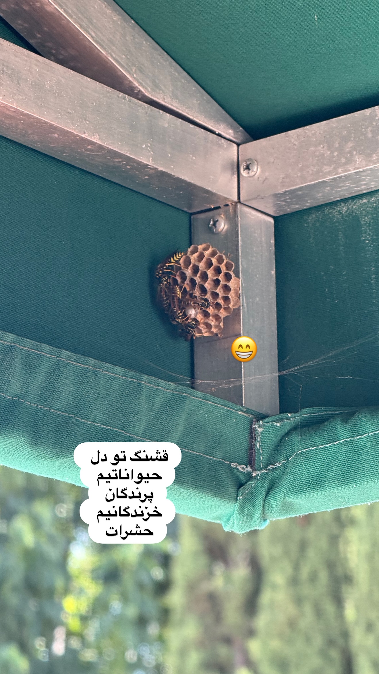  جدید ترین استوری اینستاگرام صدف