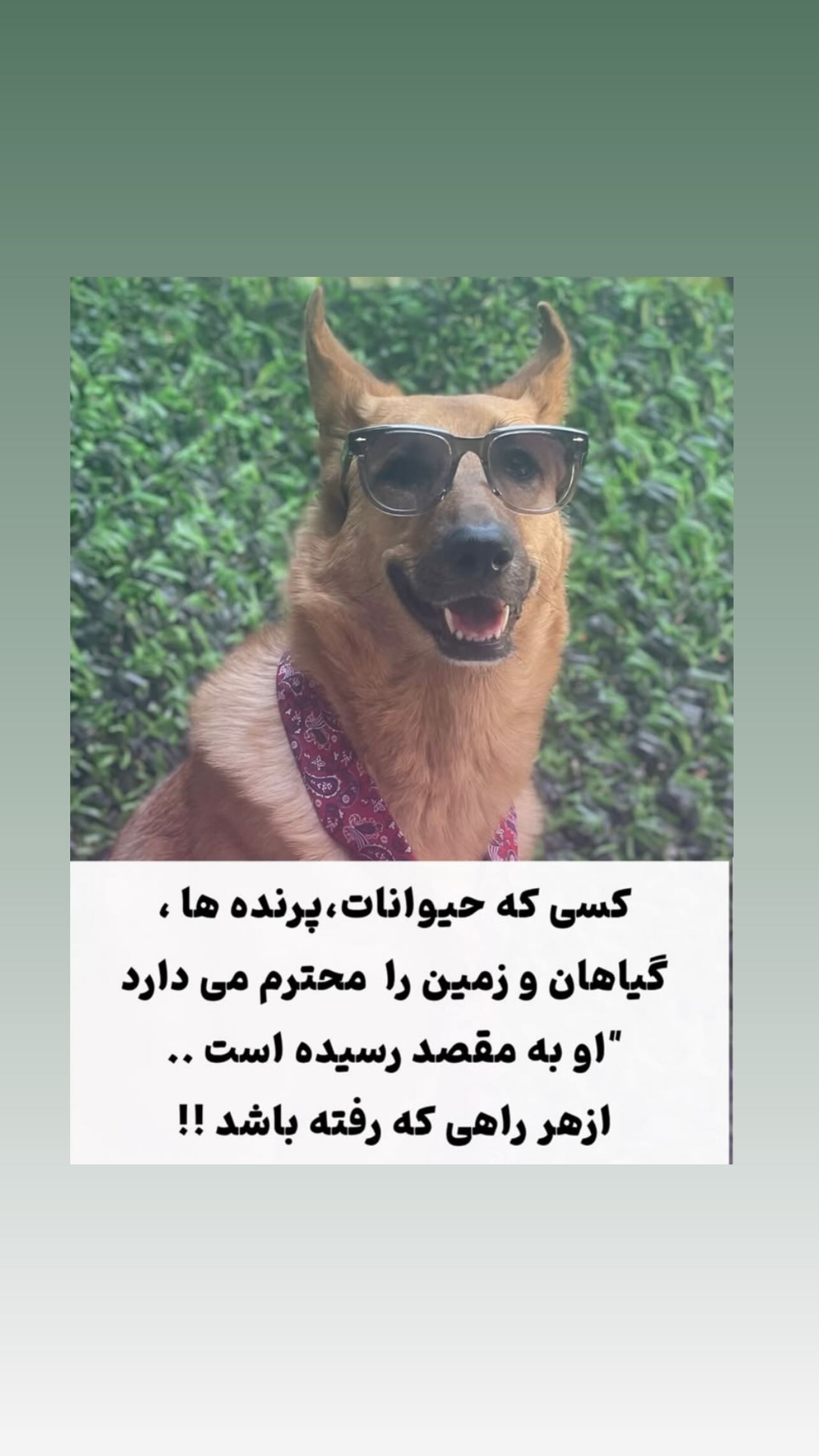  جدید ترین استوری اینستاگرام شیث رضایی