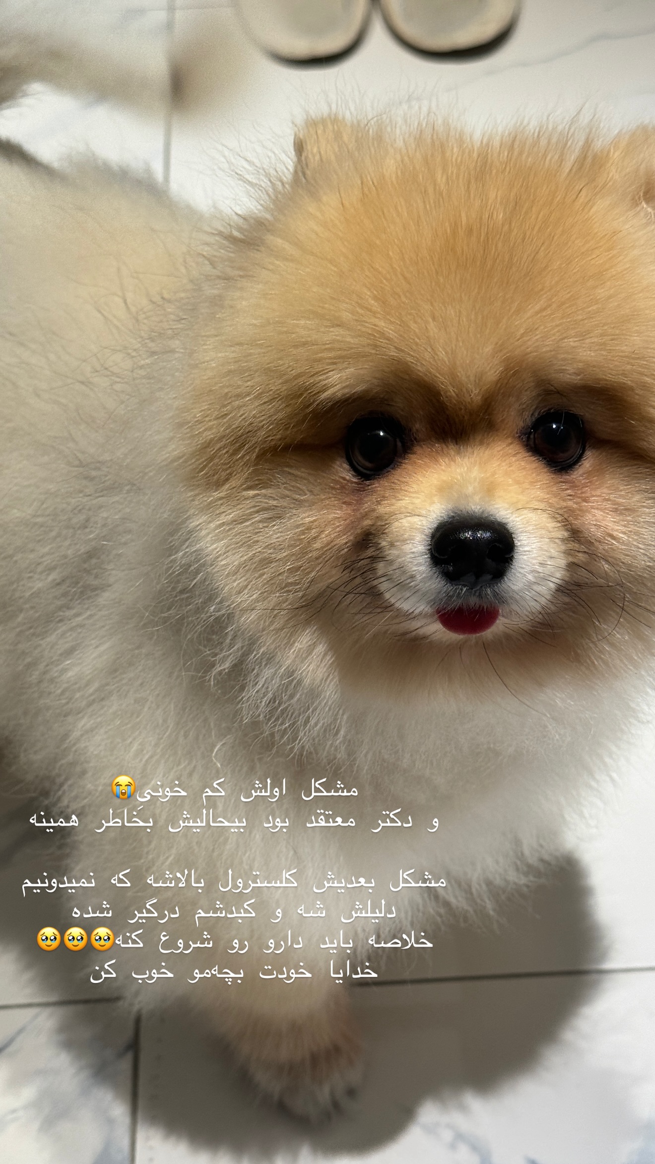 جدید ترین استوری اینستاگرام شیما