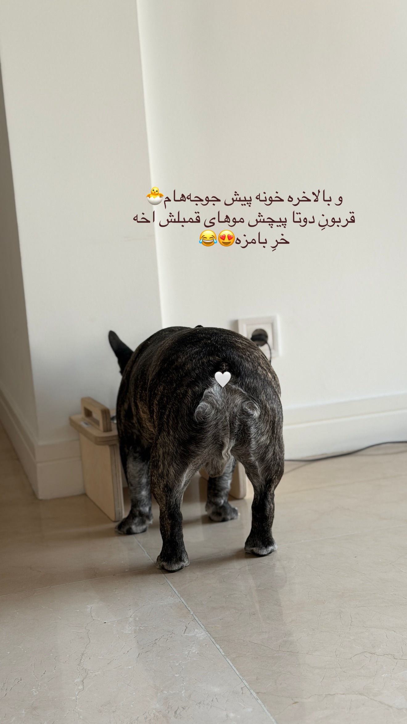  جدید ترین استوری اینستاگرام شیما