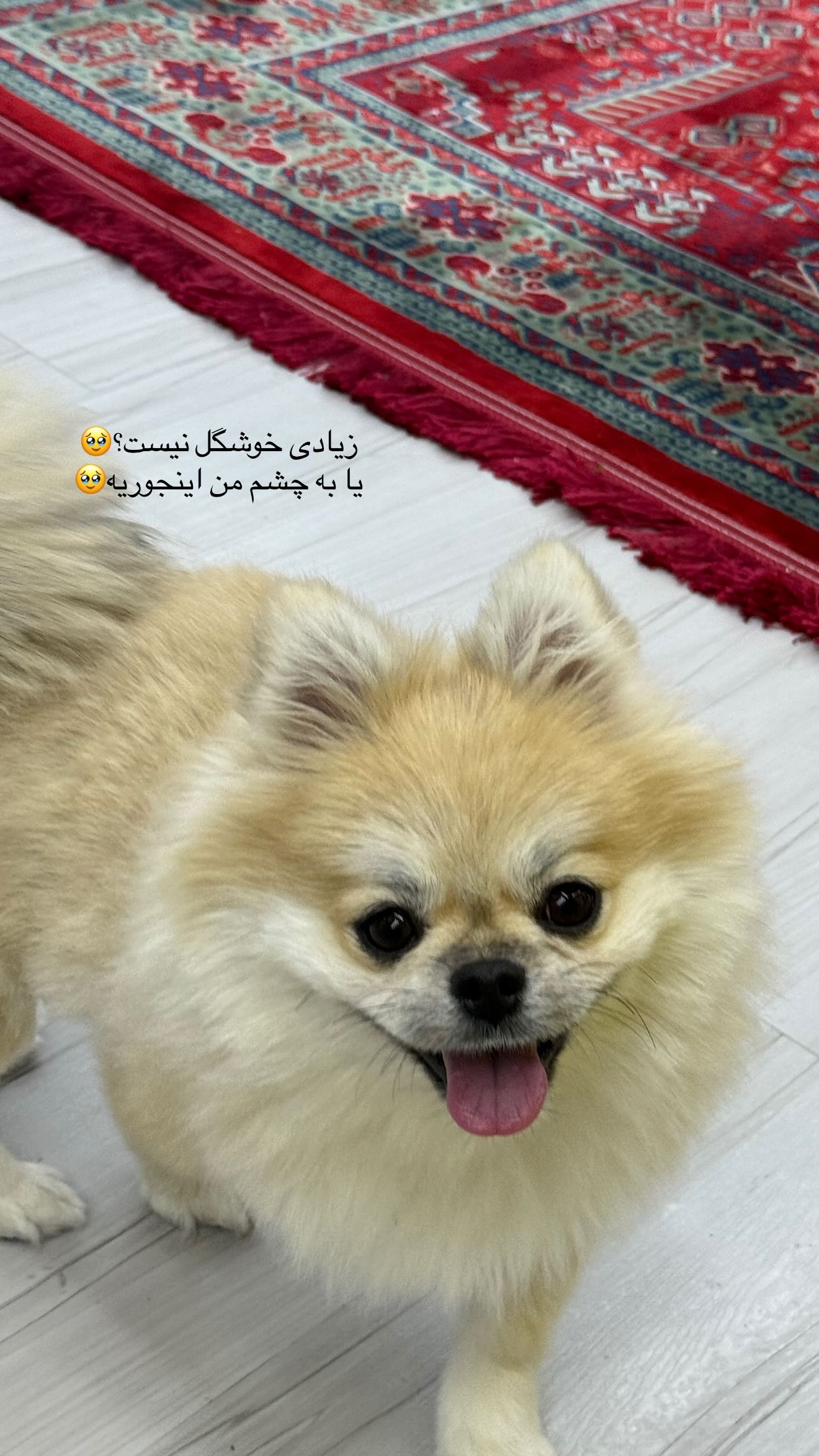 جدید ترین استوری اینستاگرام شیرین